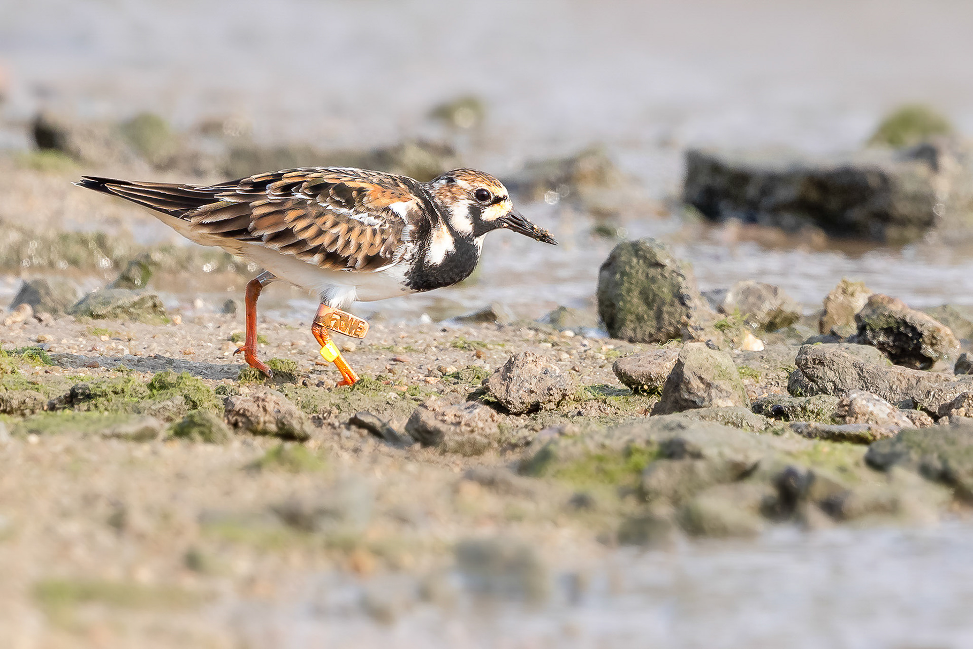 Ruddy Turnstone