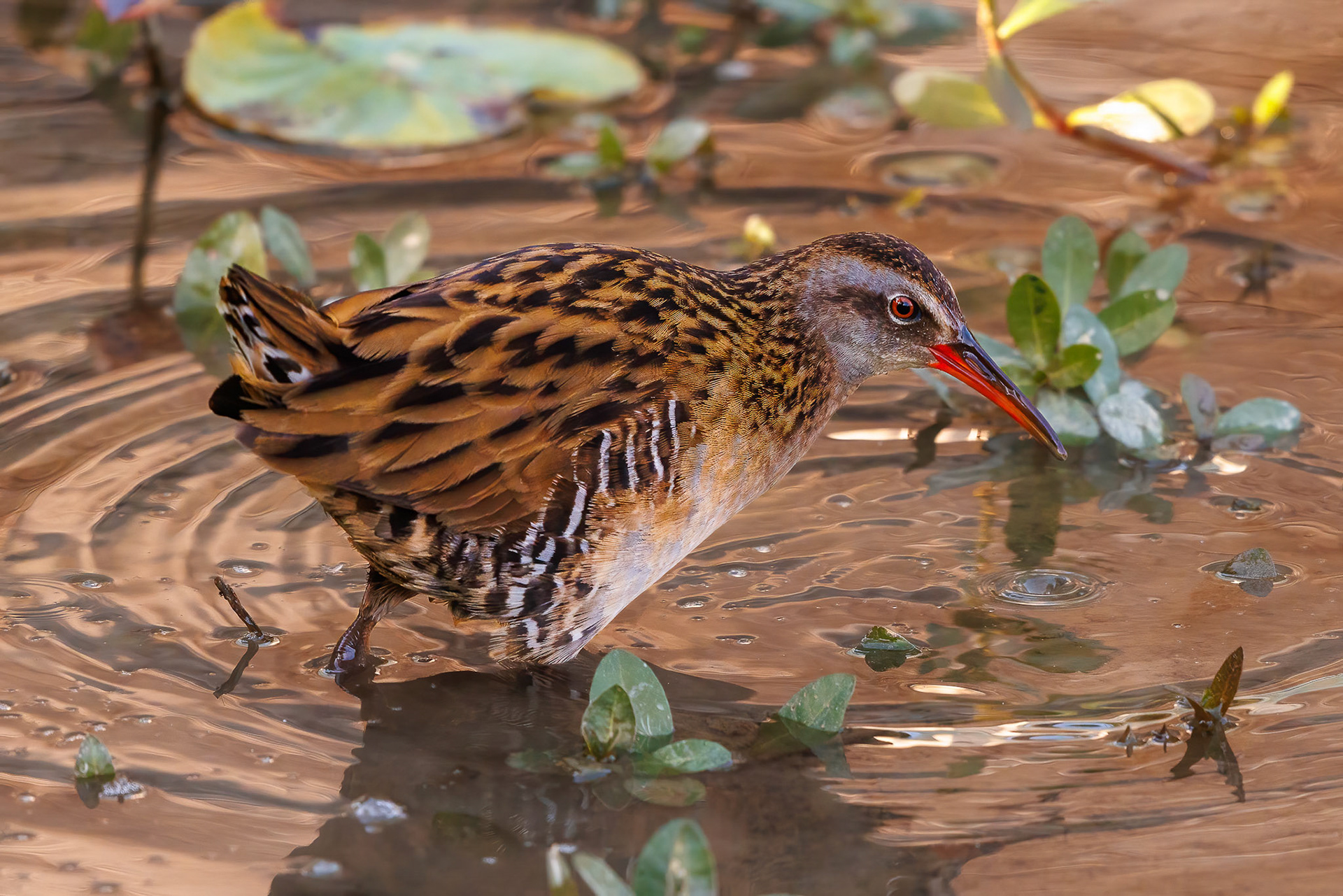 Brown-cheeked Rail