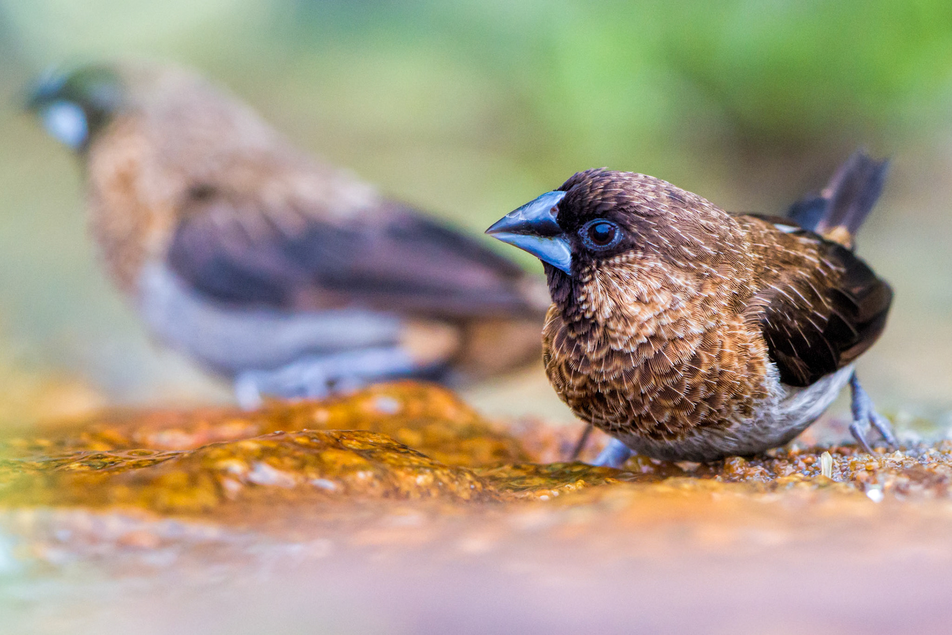 White-rumped-Munia