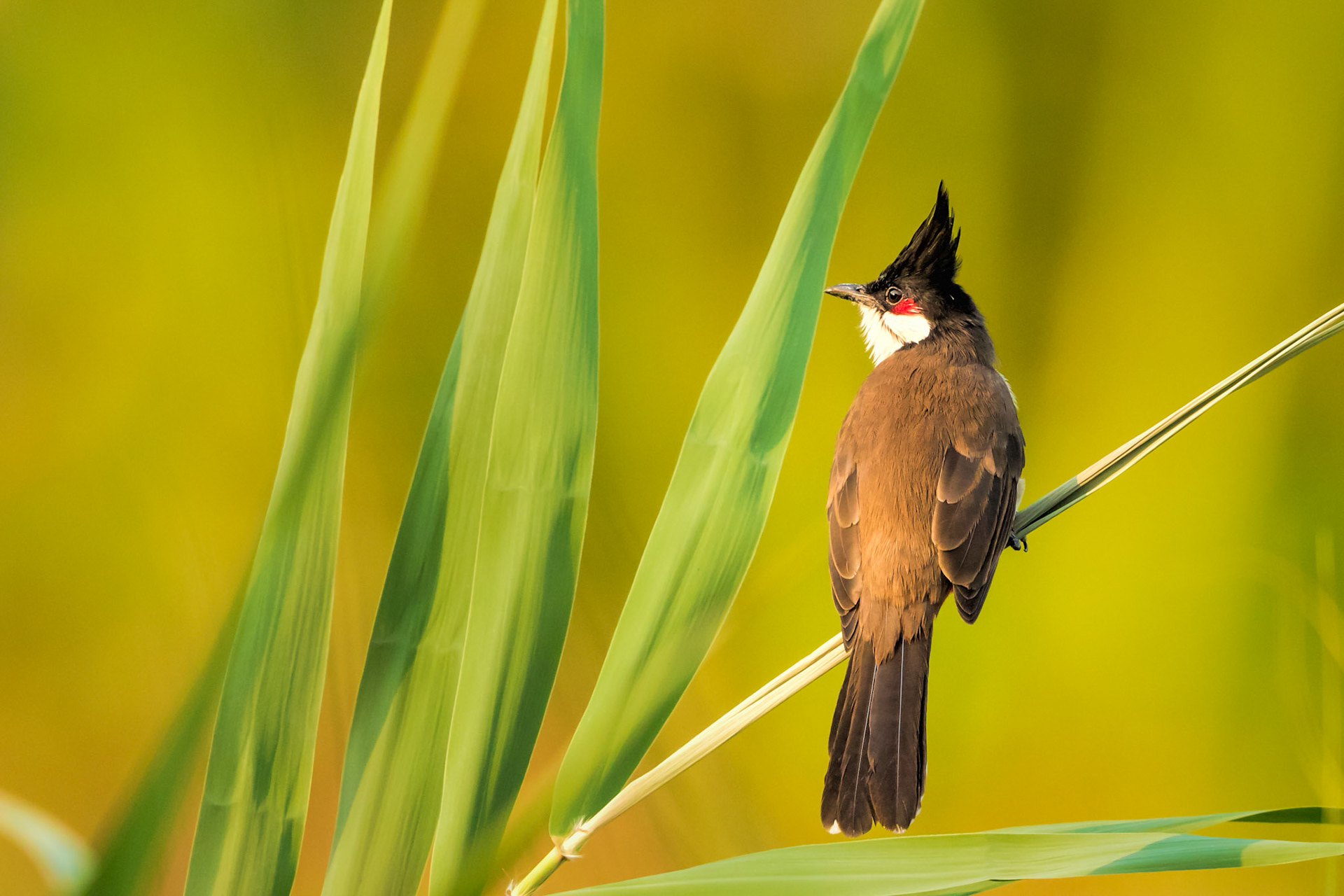 Red-whiskered Bulbul