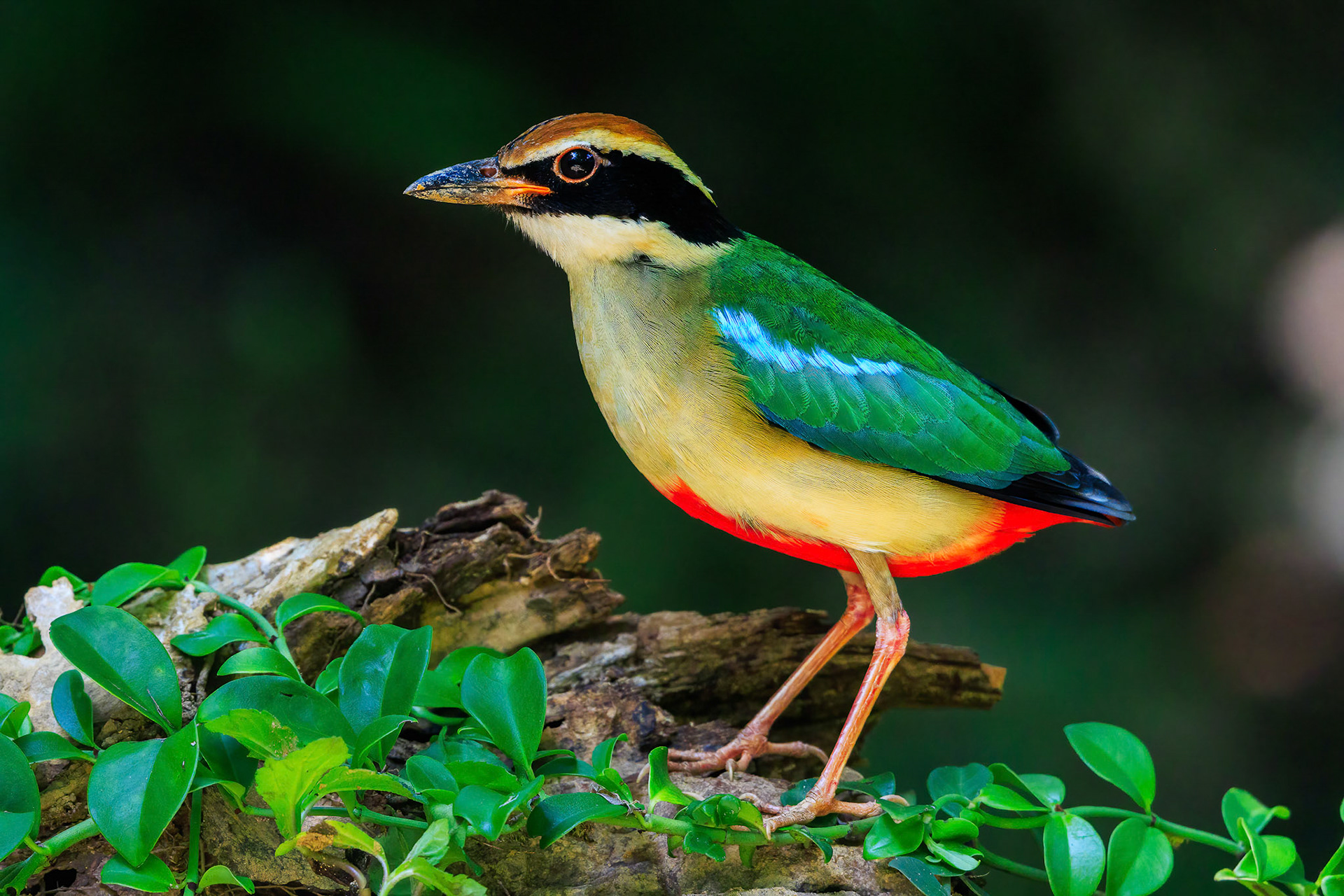 Fairy Pitta