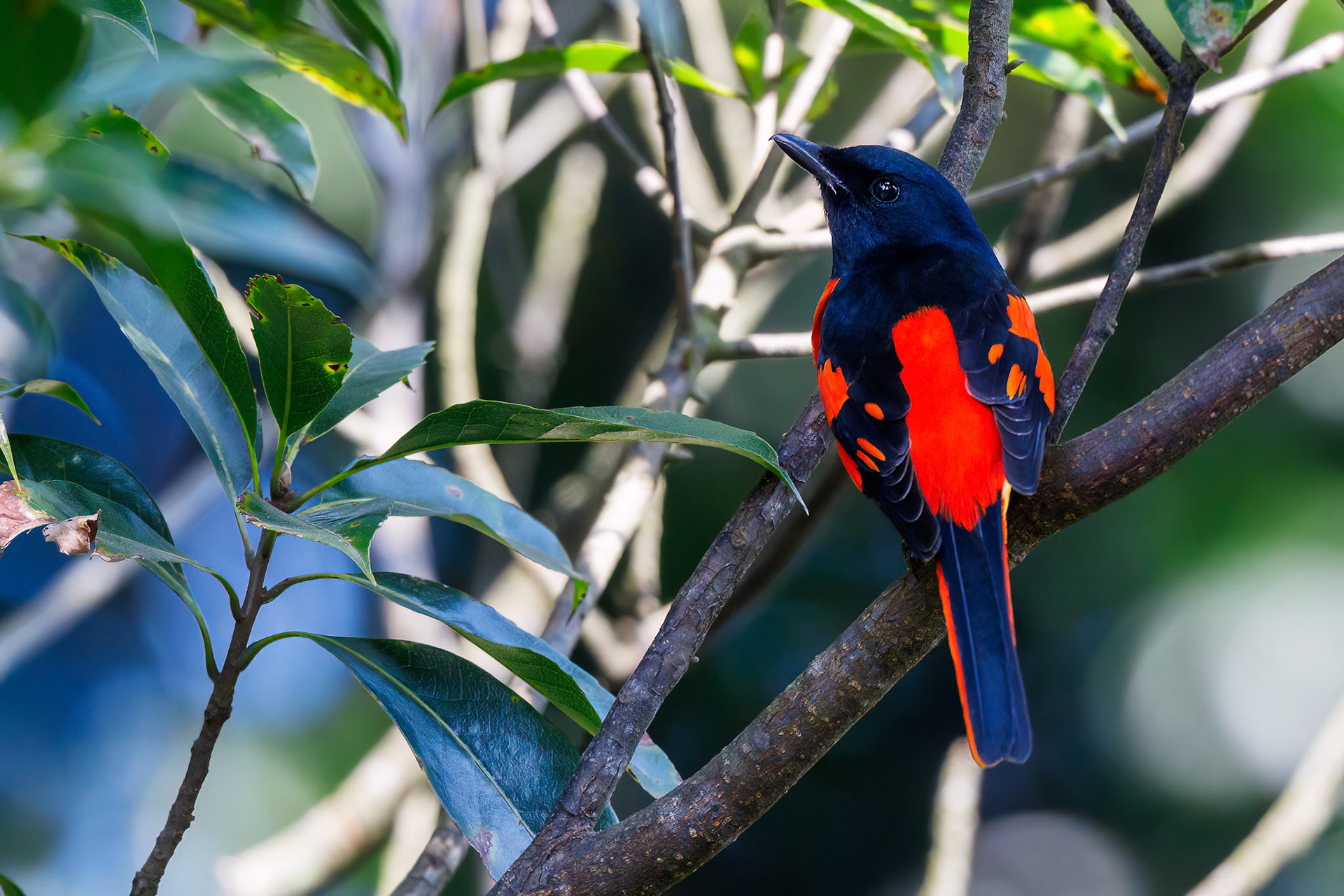 Scarlet Minivet