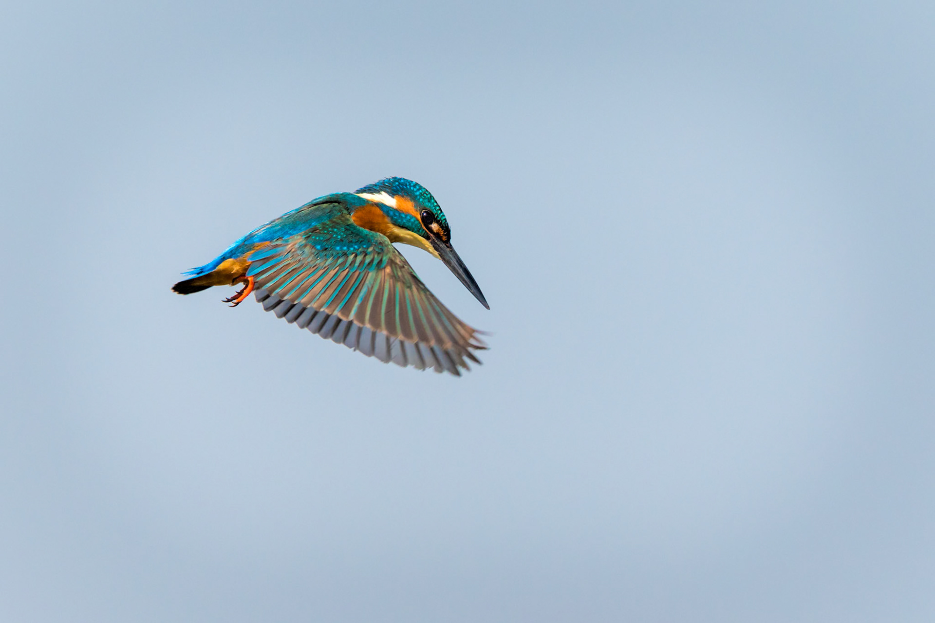 Common Kingfisher