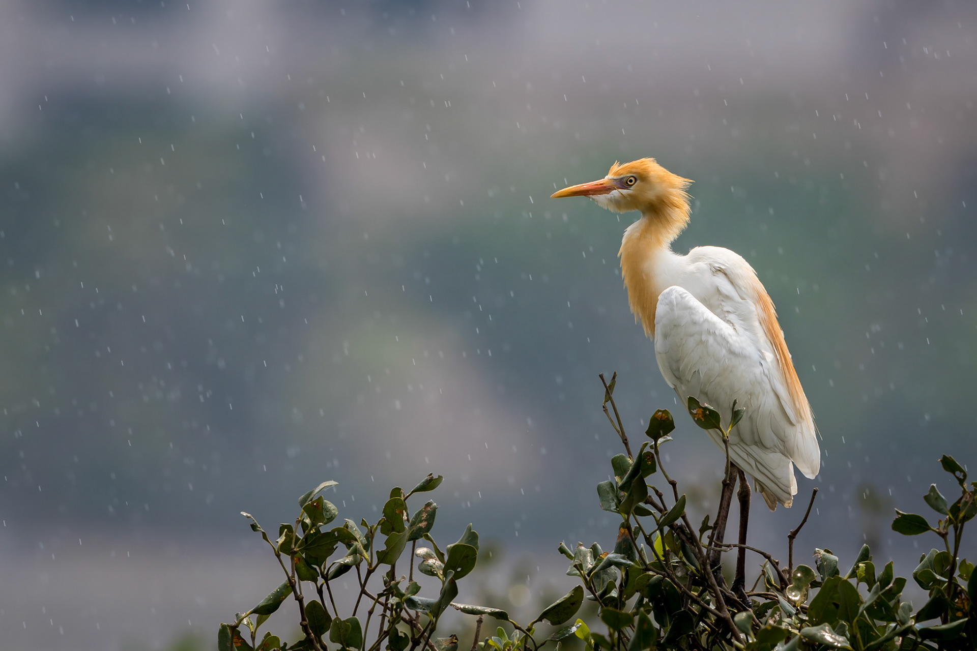 Cattle Egret
