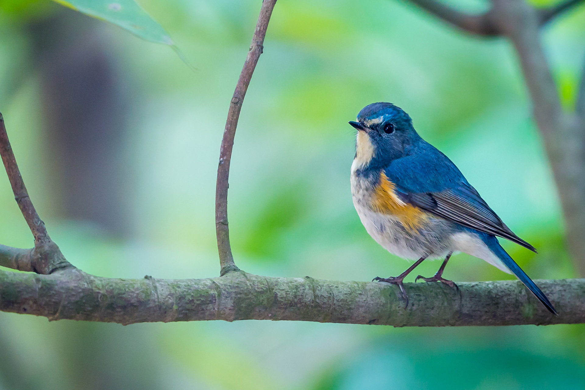 Red-flanked Bluetail