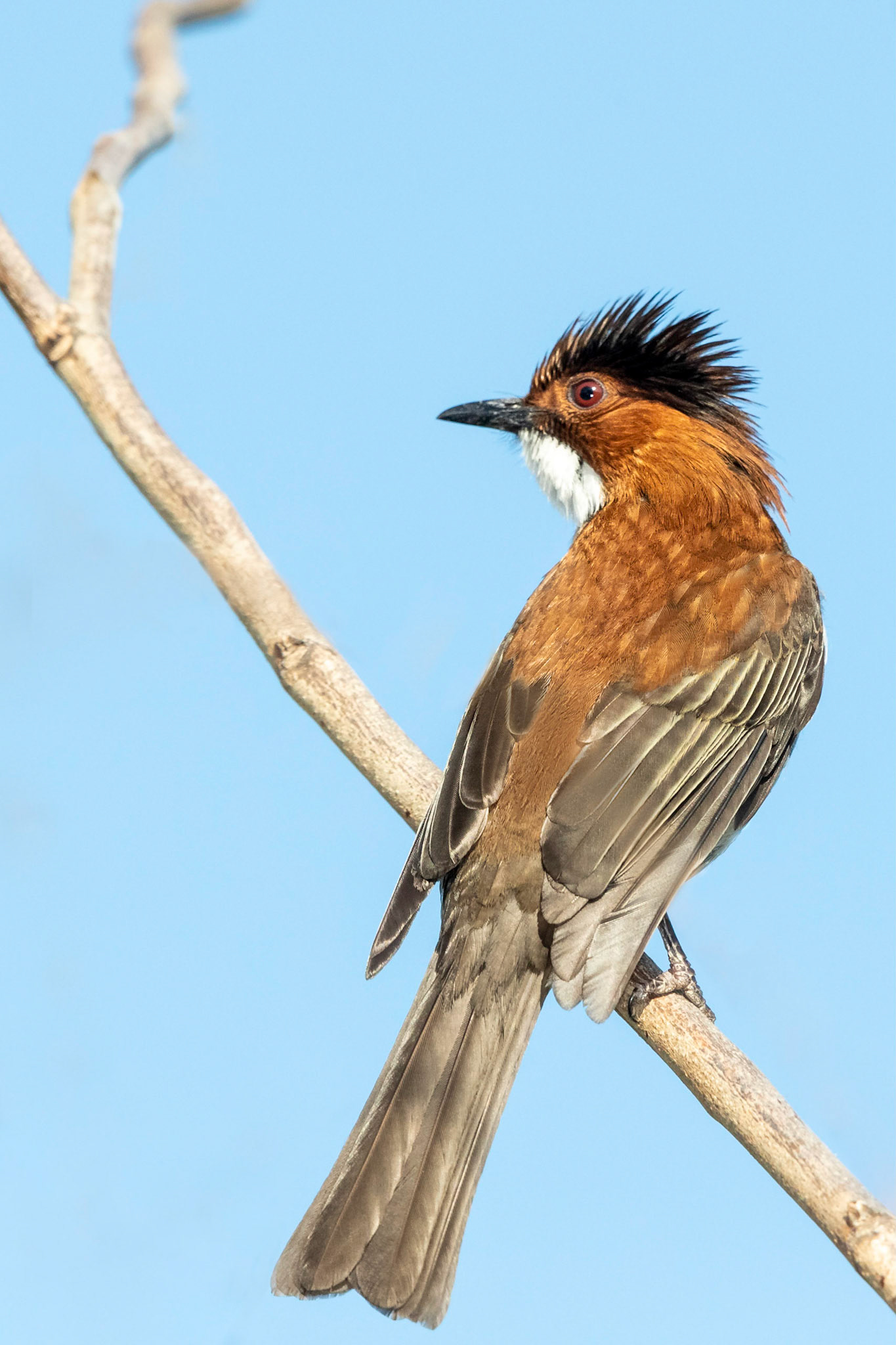 Chestnut Bulbul