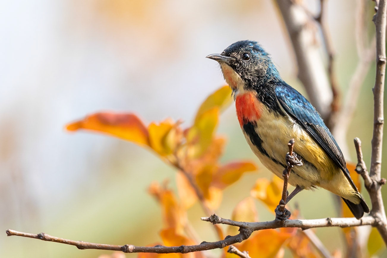 Fire-breasted Flowerpecker