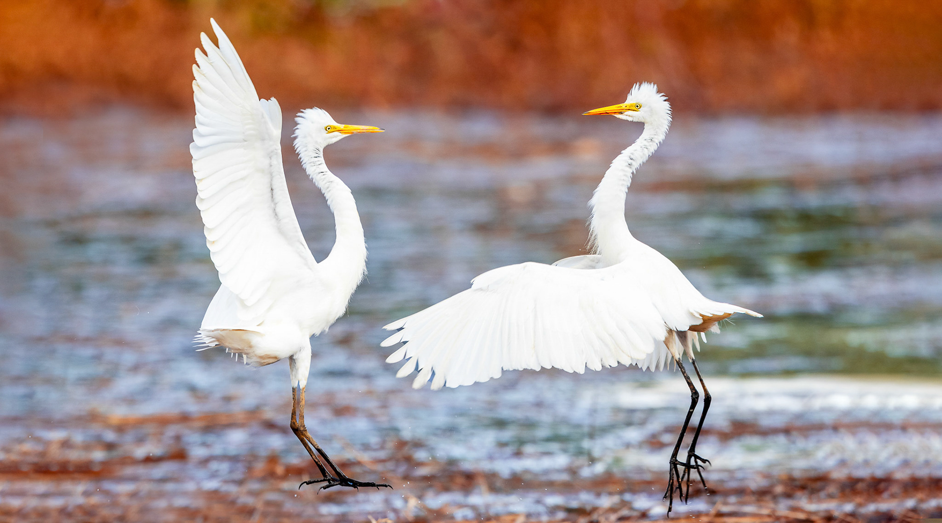 Intermediate Egret 