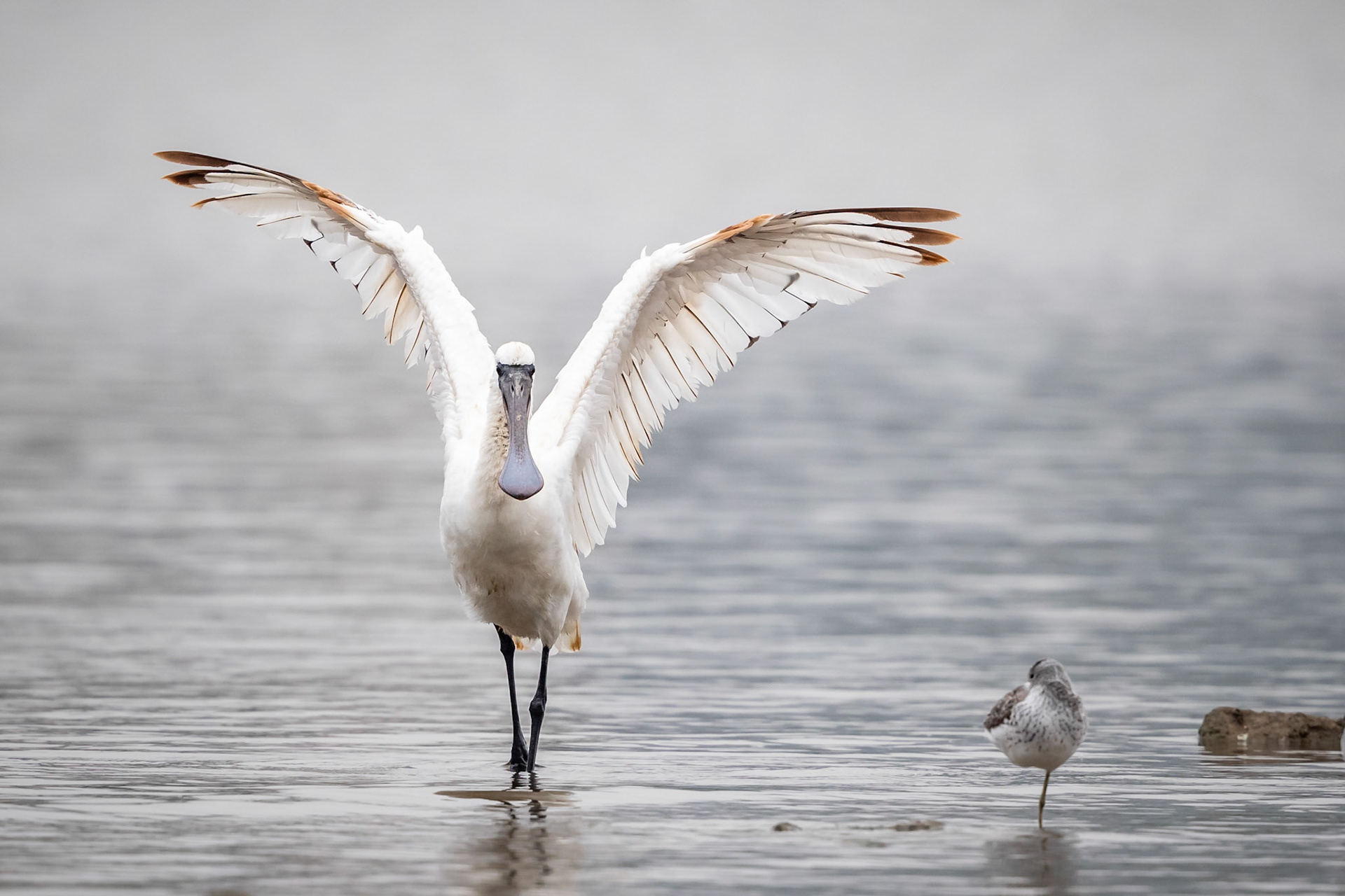 Black-faced Spoonbill