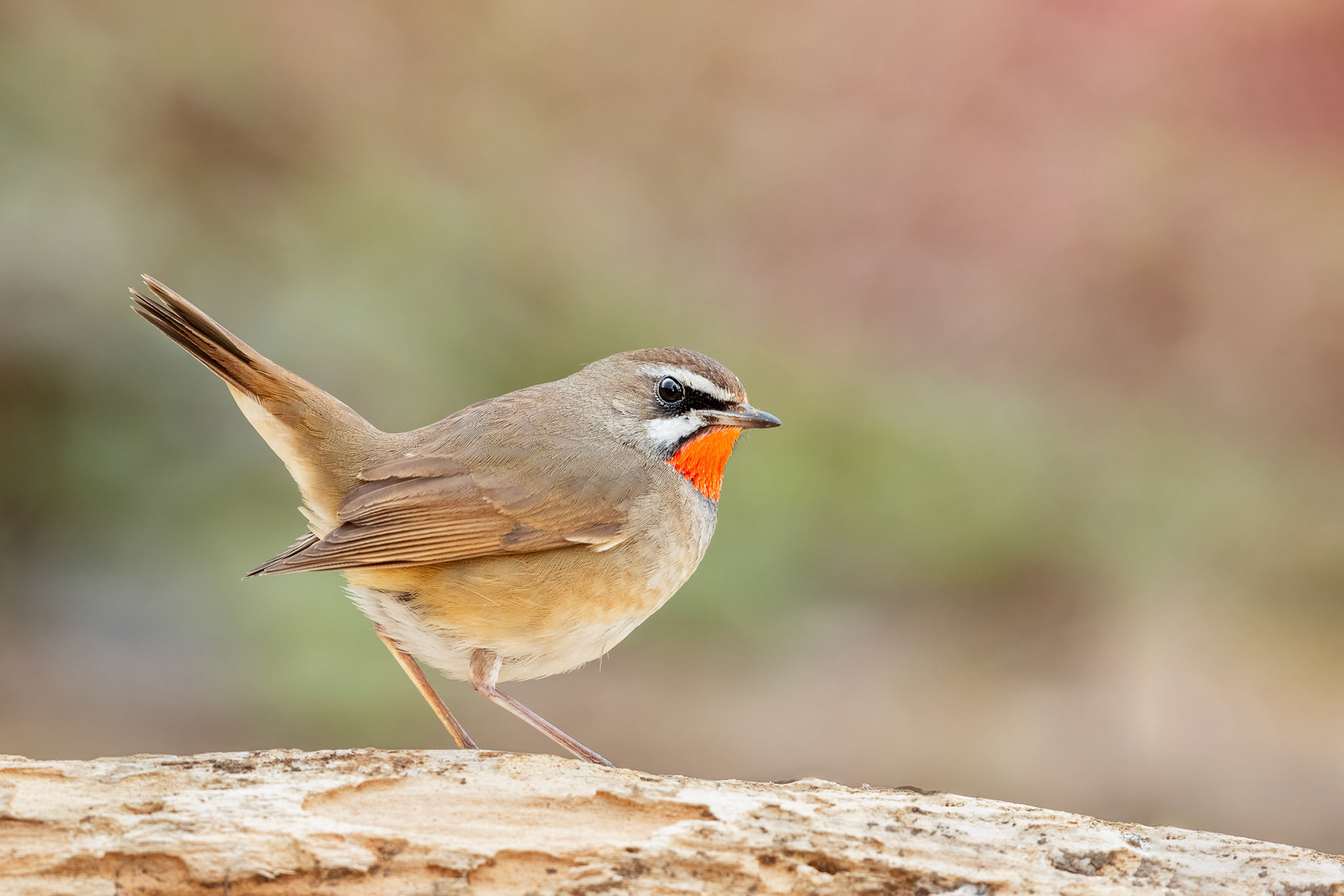 Siberian Rubythroat