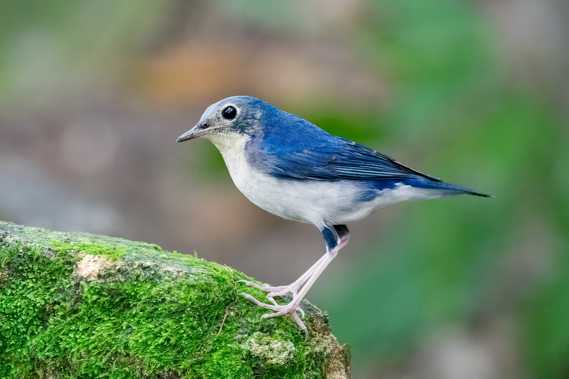 Siberian Blue Robin