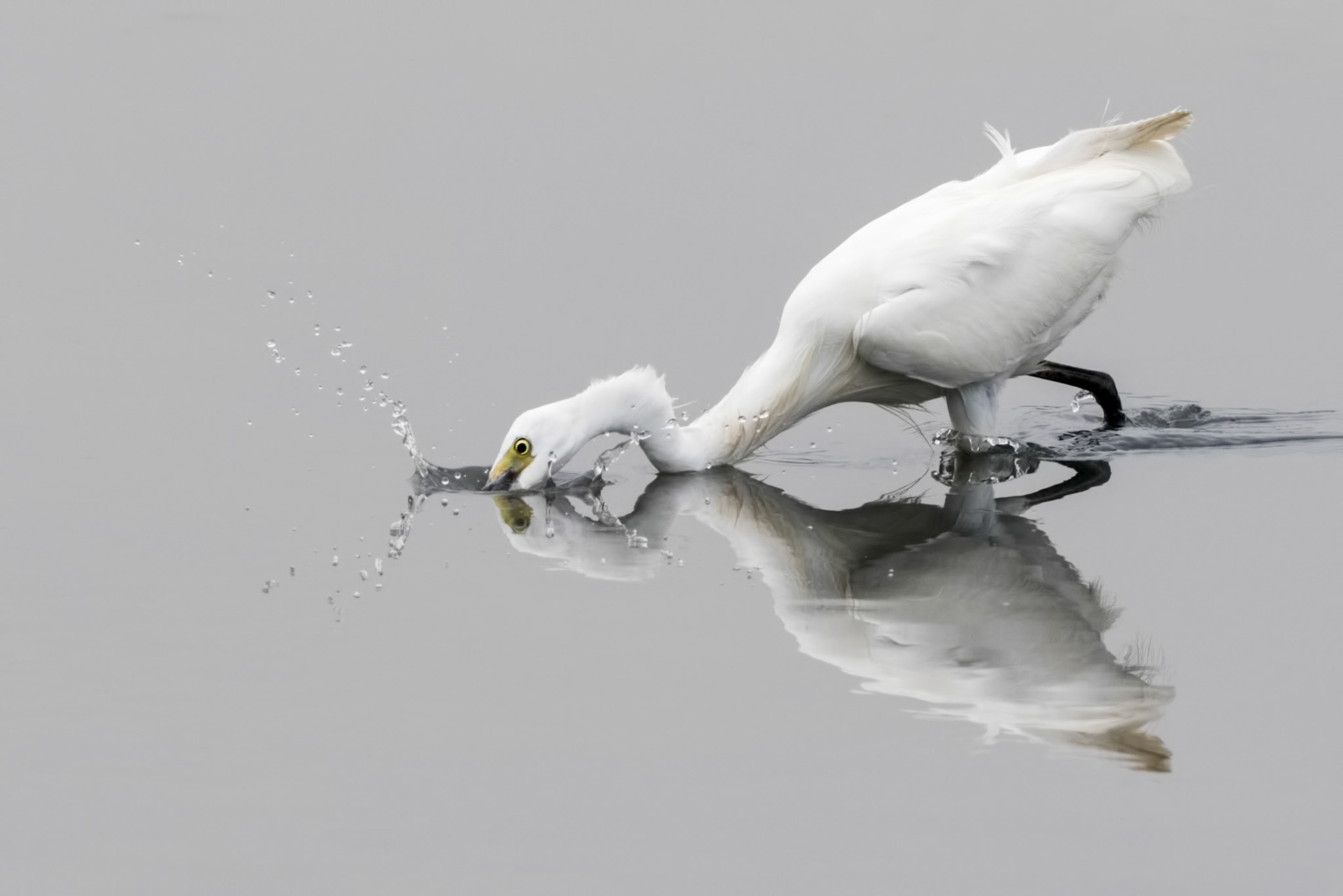 Little Egret