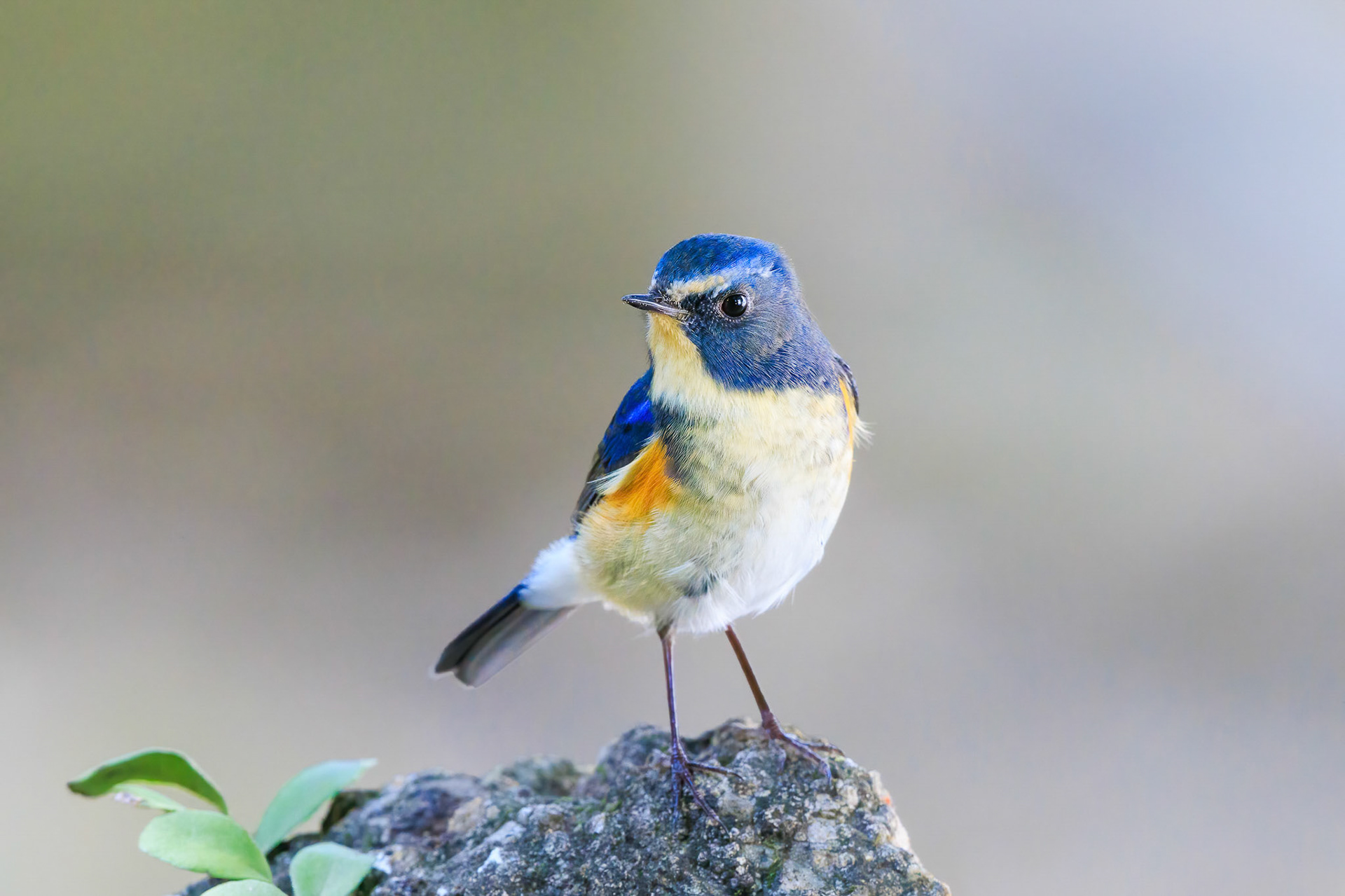 Red-flanked Bluetail 