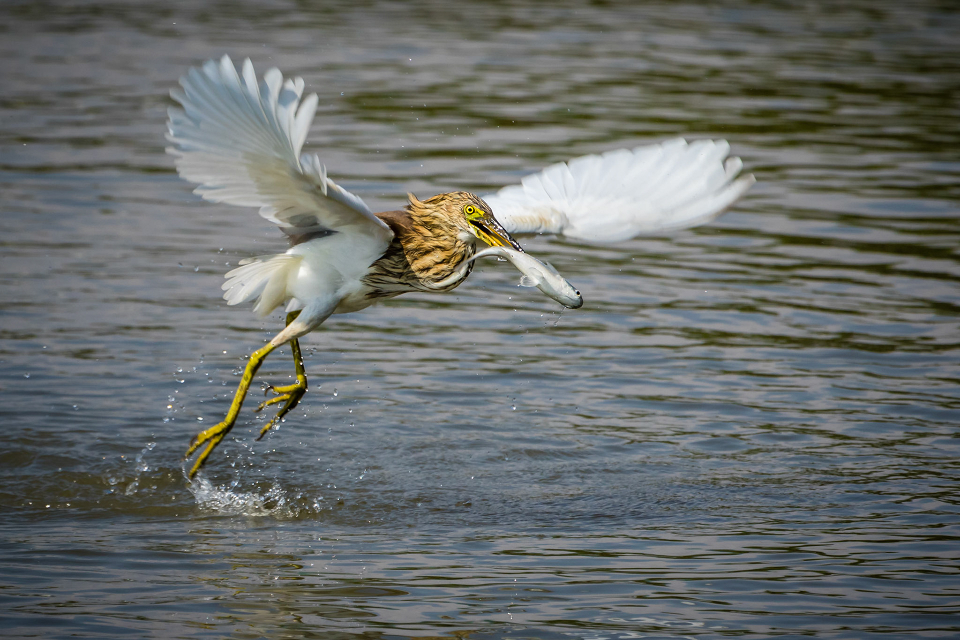 Chinese Pond Heron