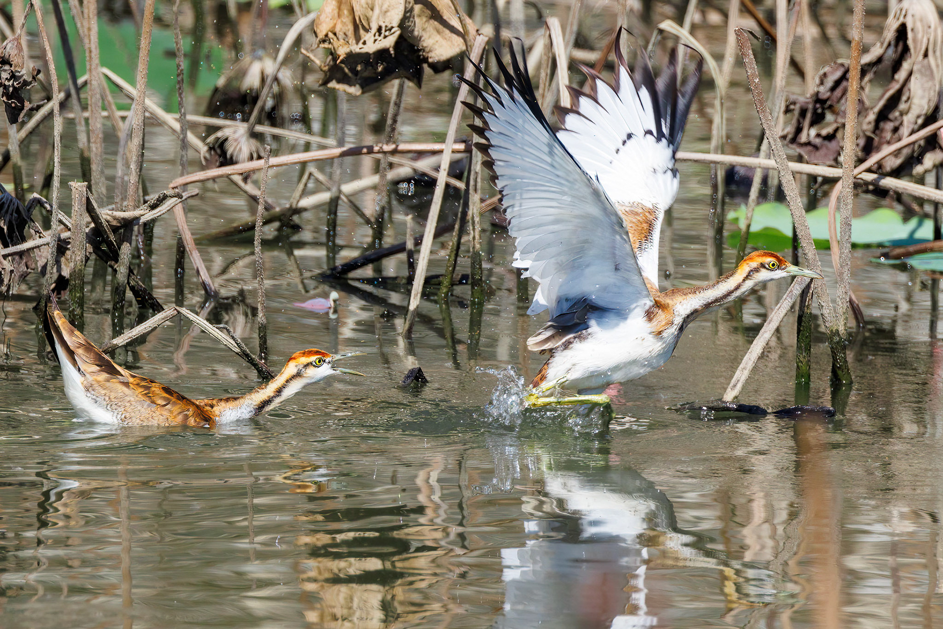 Pheasant-tailed Jacana