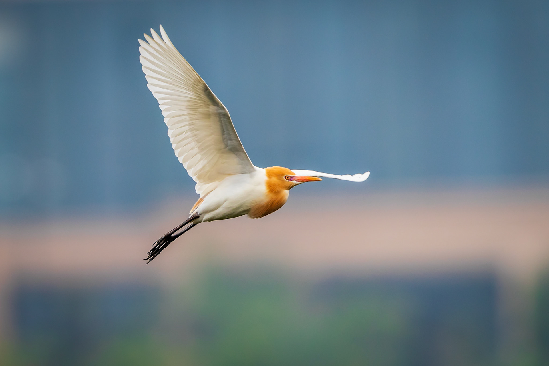 Cattle Egret