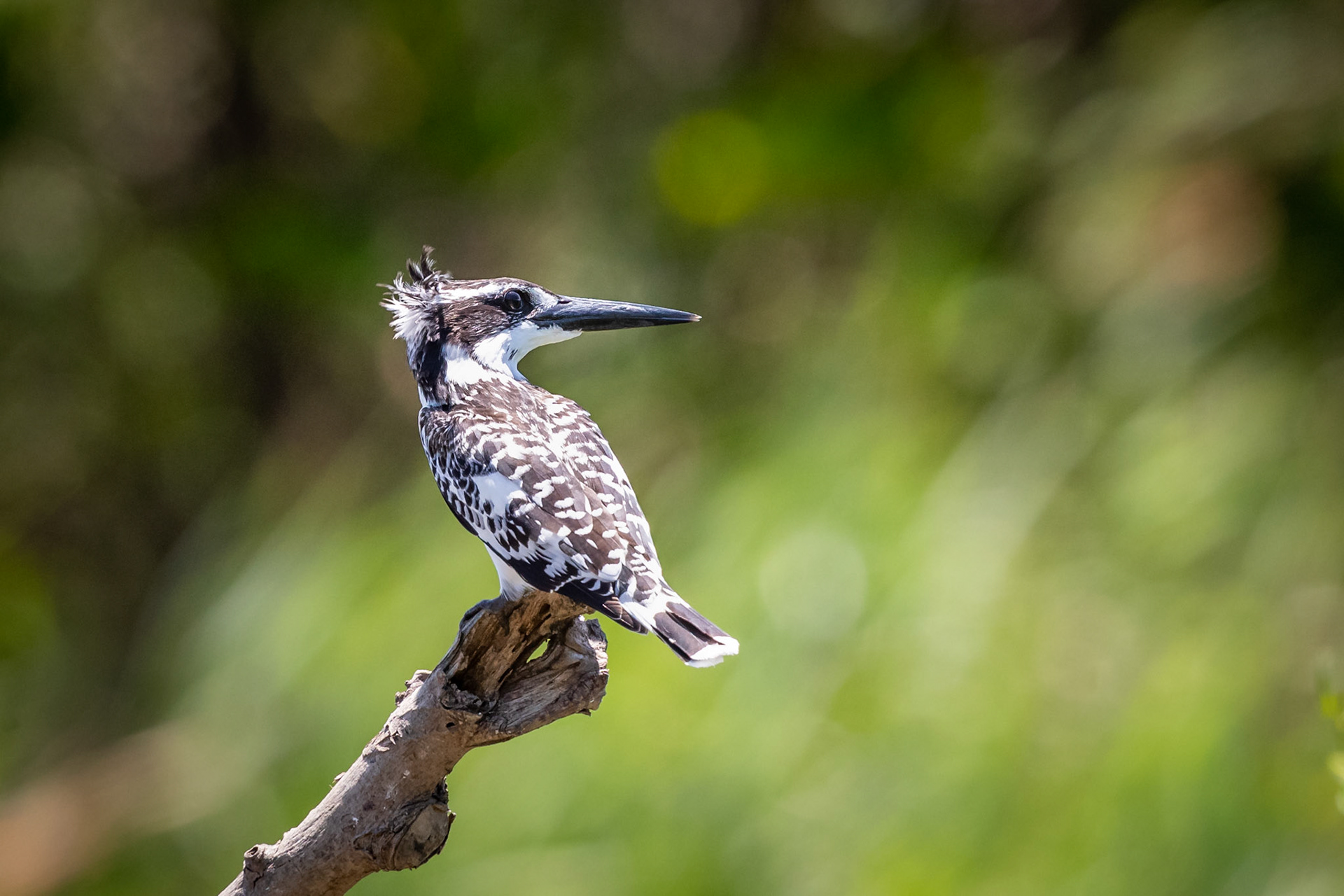 Pied Kingfisher