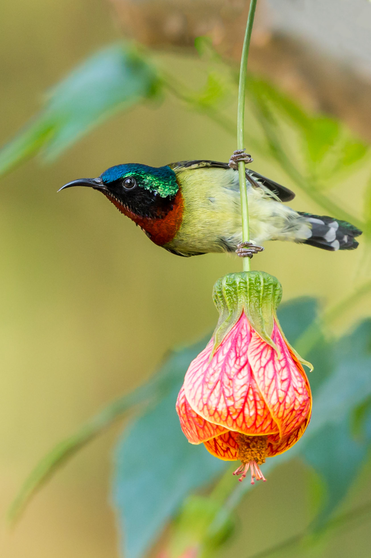 Fork-tailed sunbird