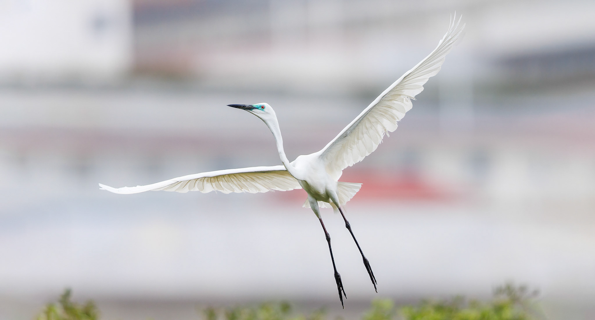 Great Egret