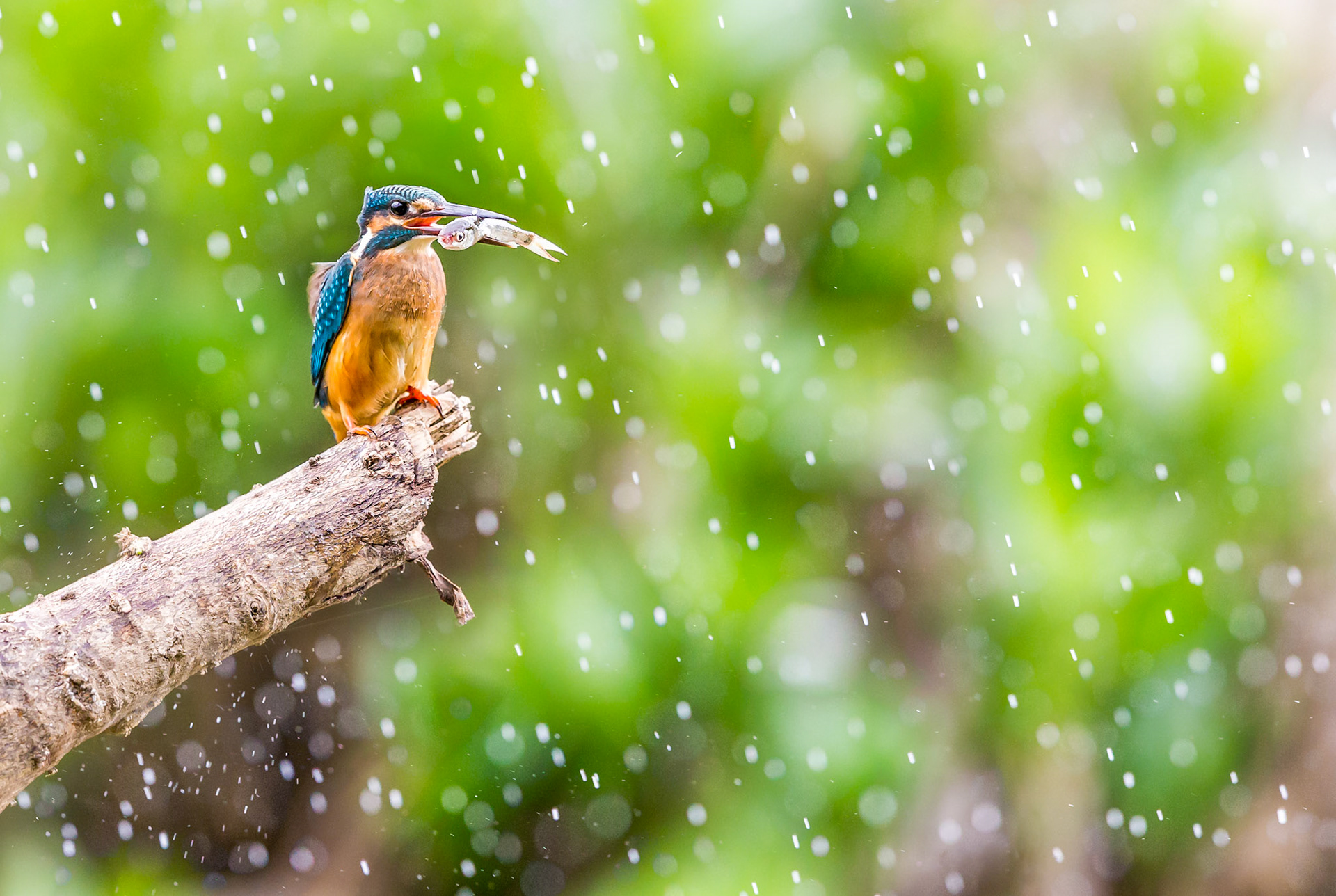 Common Kingfisher