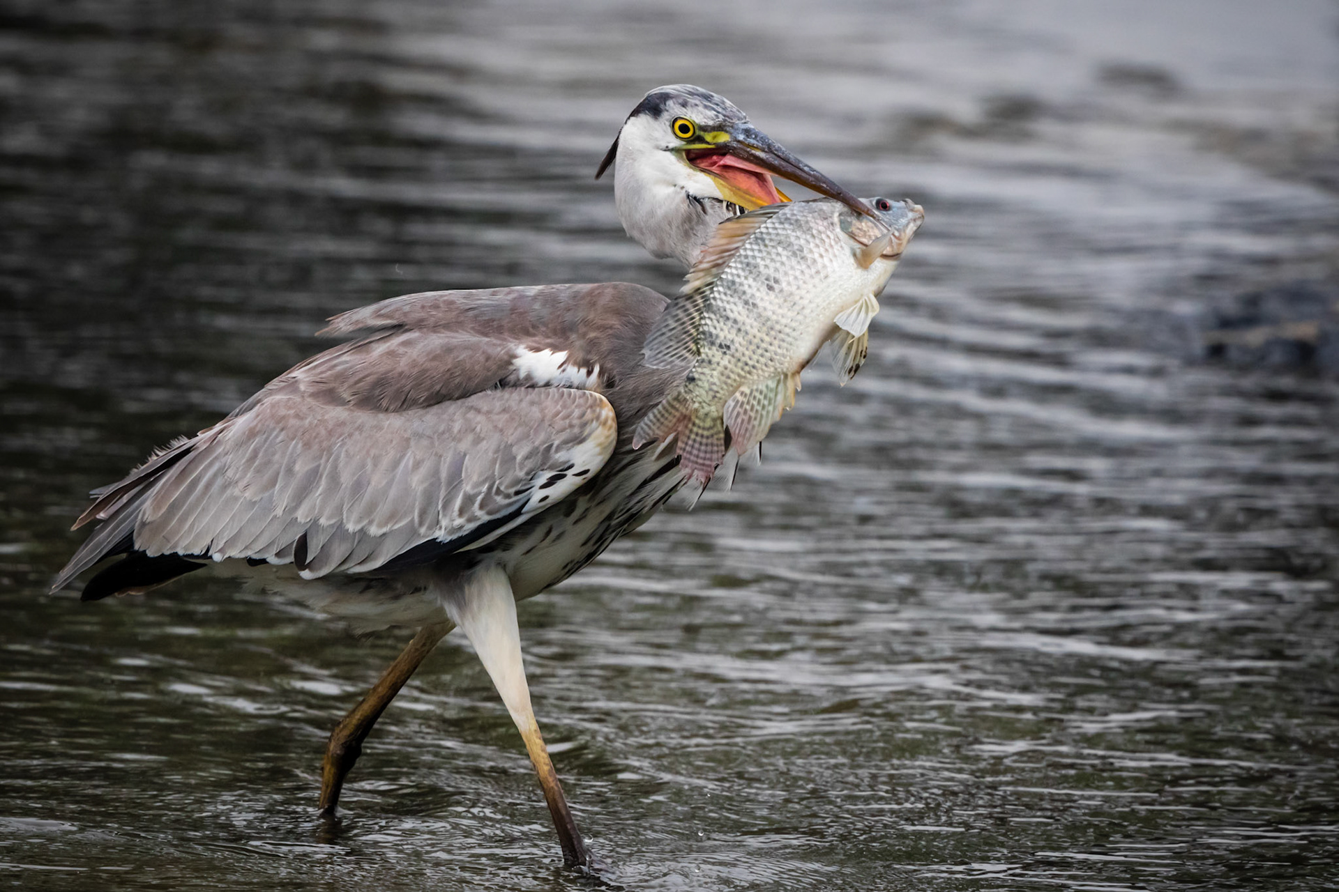 Grey Heron
