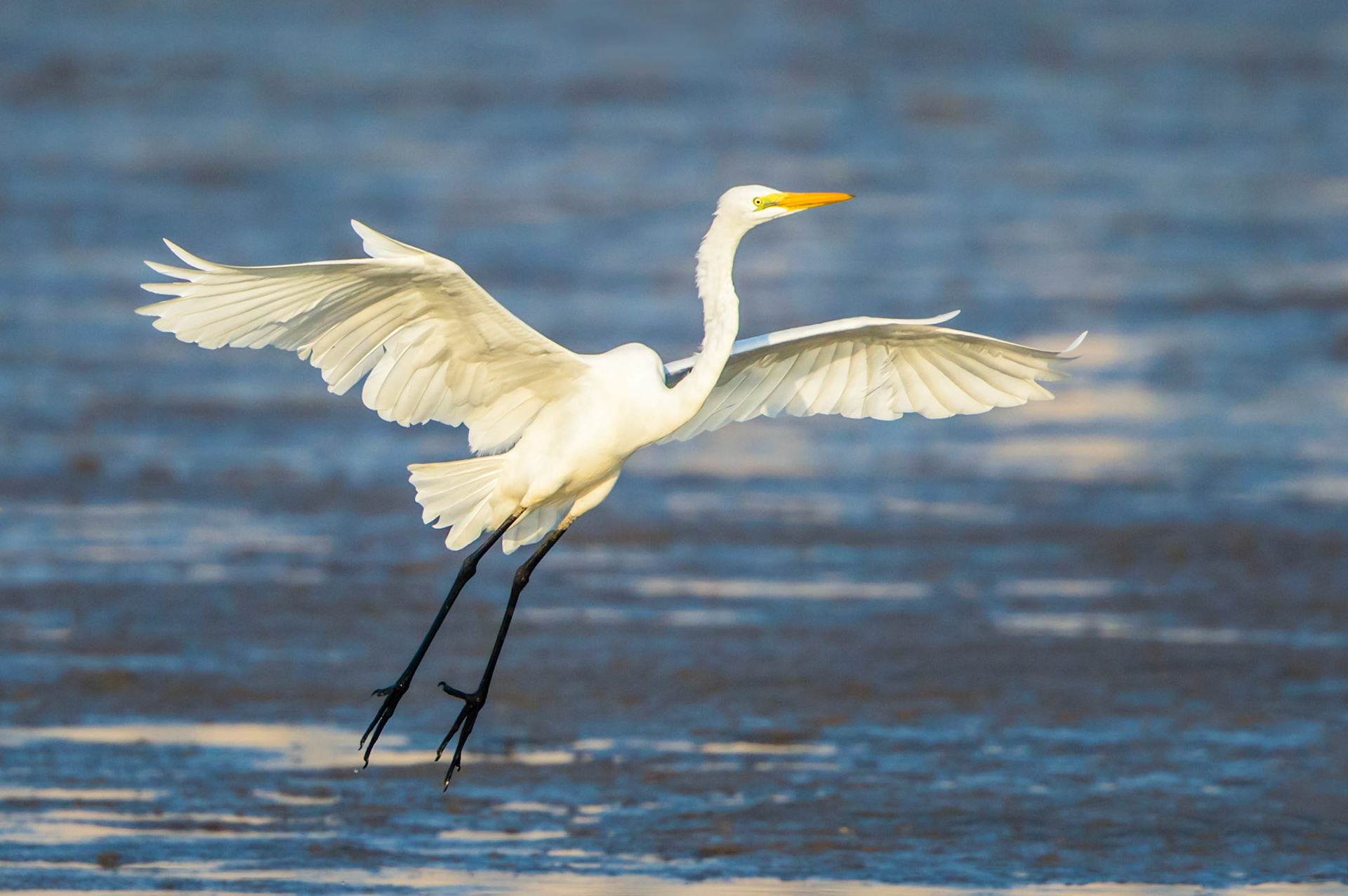 Intermidiate Egret