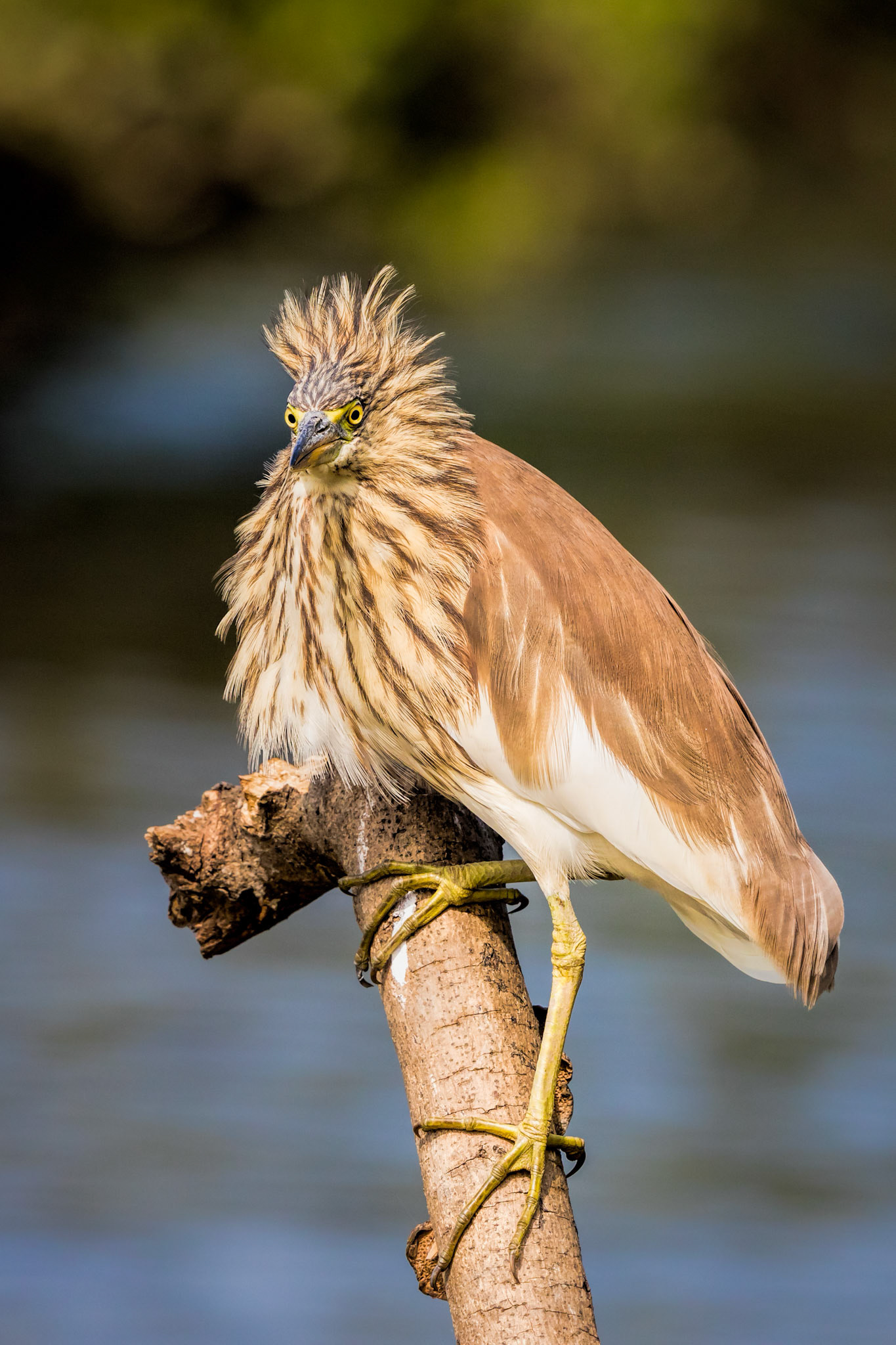 Chinese Pond Heron
