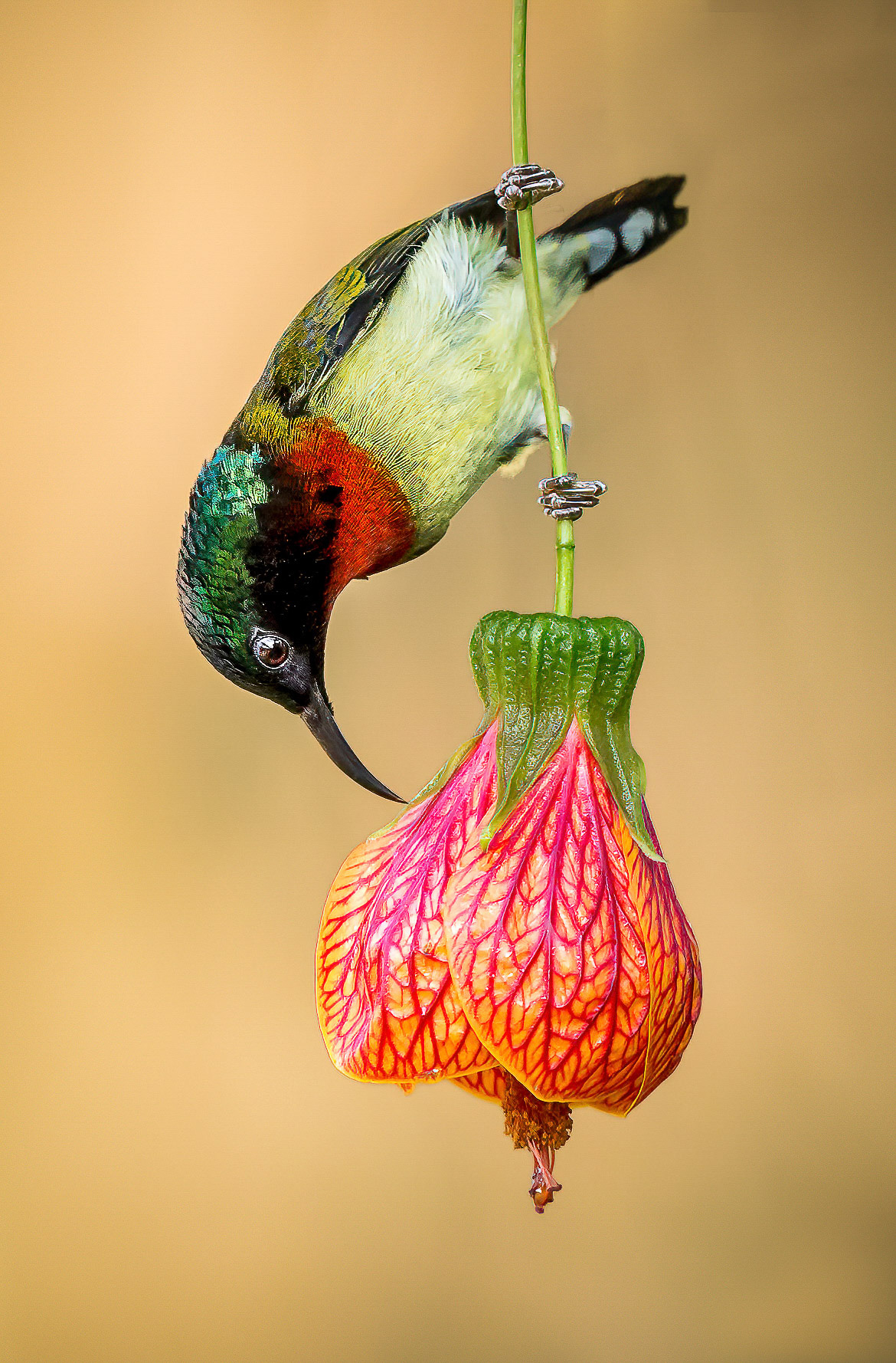 Fork-tailed Sunbird