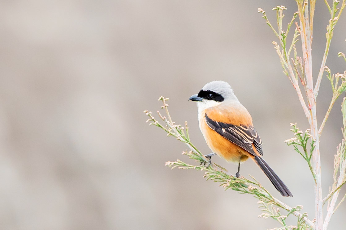 Long-tailed Shrike
