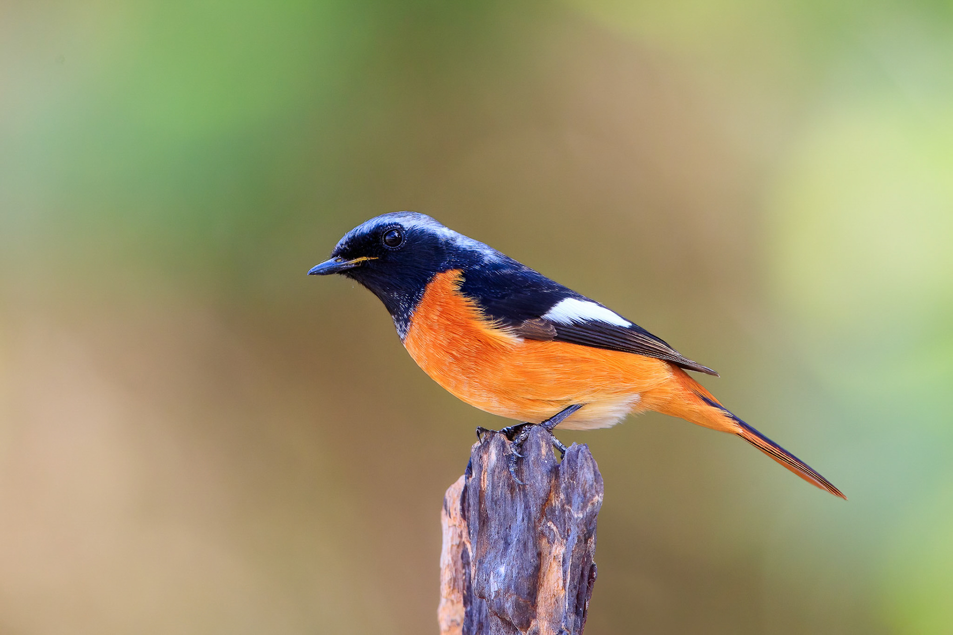 Daurian Redstart