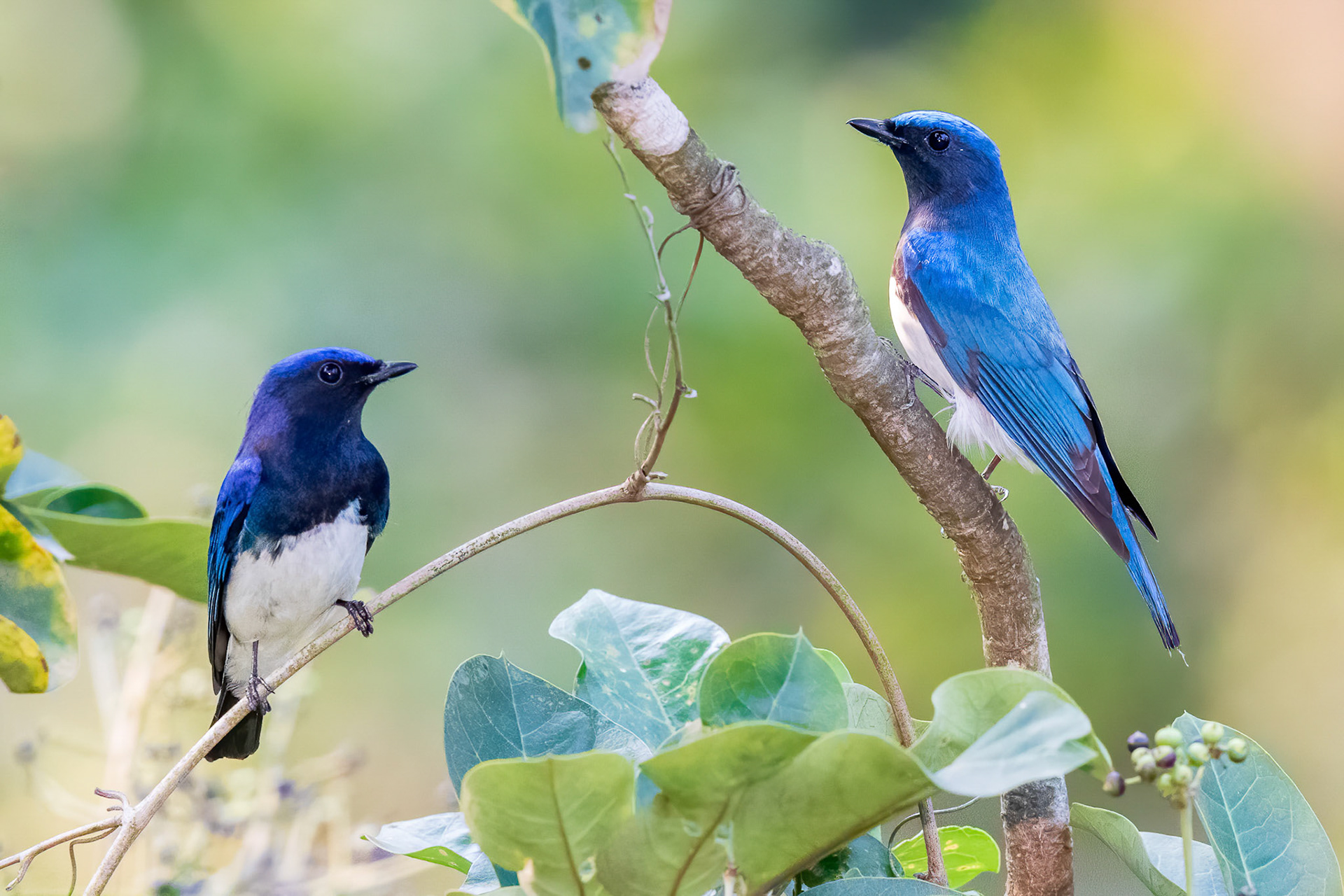 Blue-and-white Flycatcher