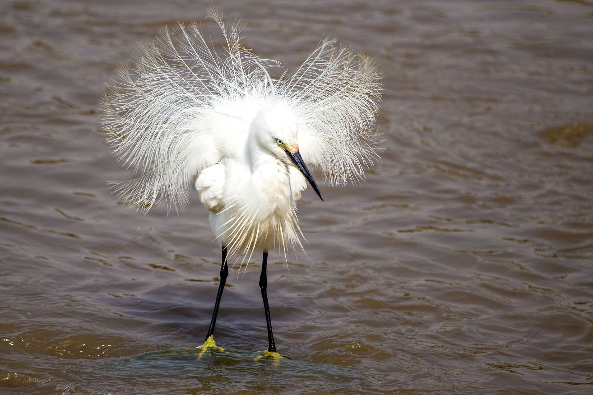 Little Egret