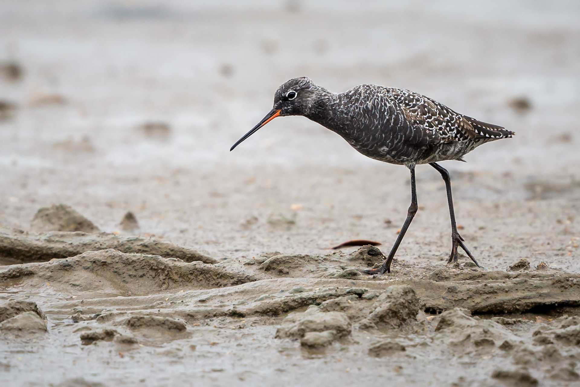 Spotted Redshank