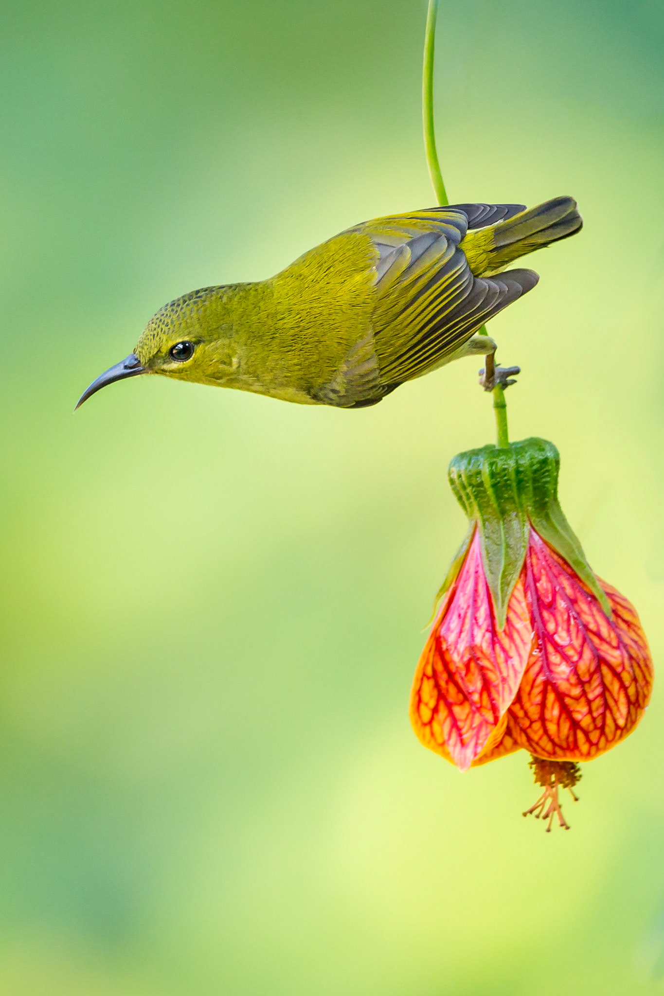 Fork-tailed sunbird