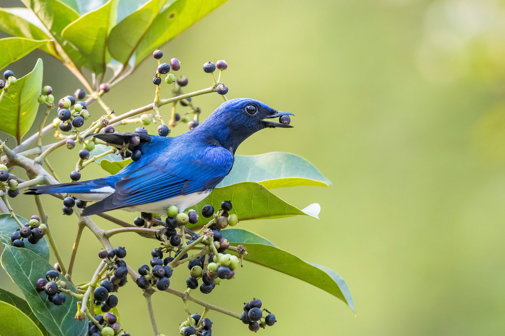 Blue-and-white Flycatcher