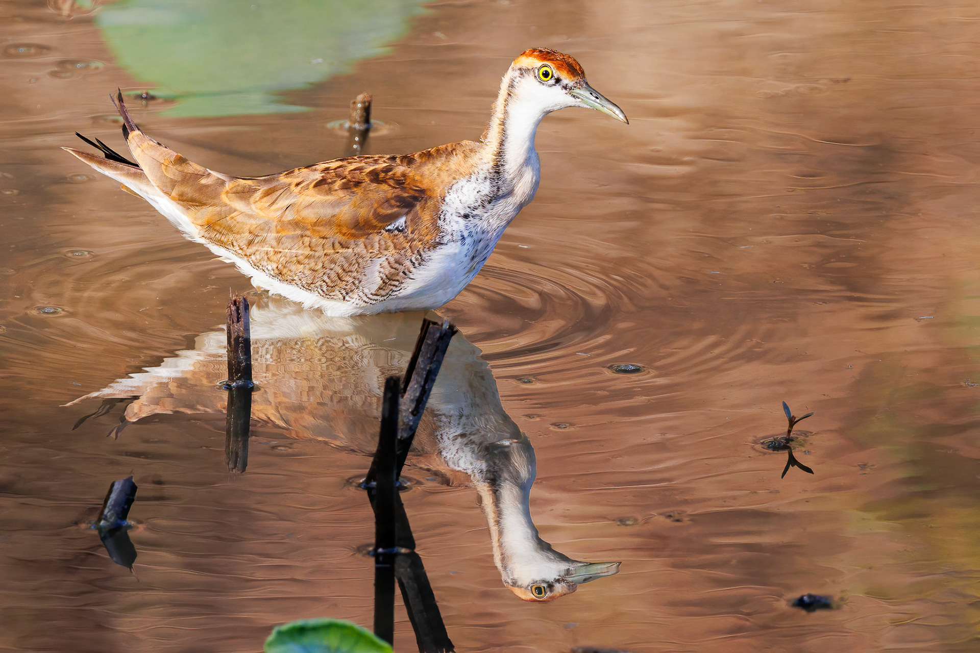 Pheasant-tailed Jacana