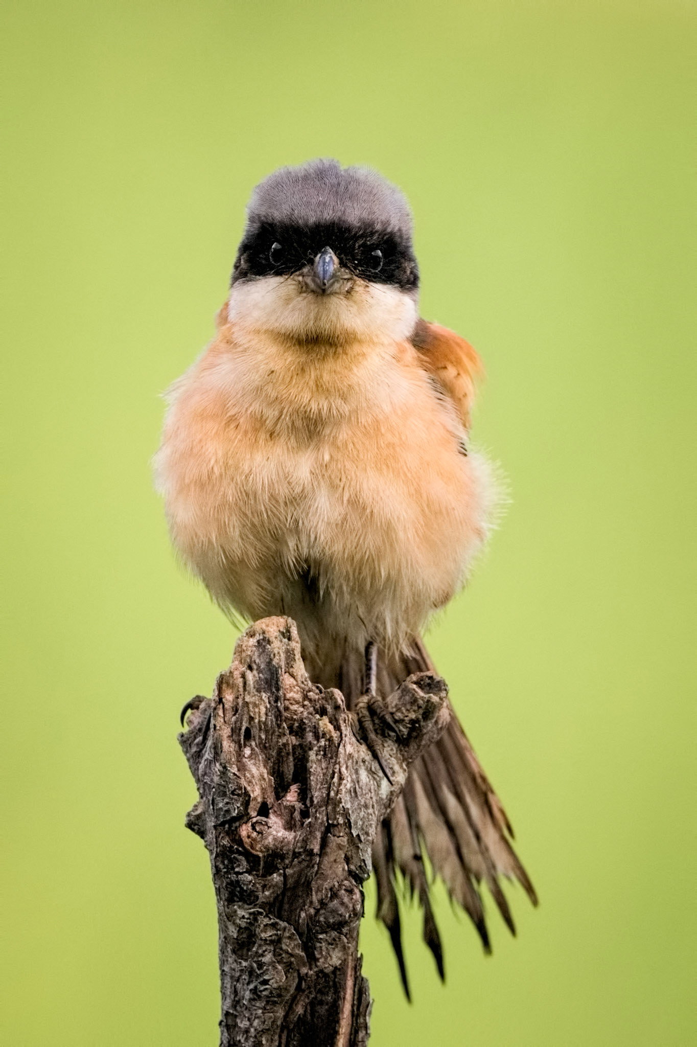 Long-tailed Shrike