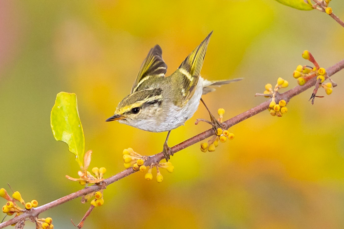 Palla's Leaf Warbler