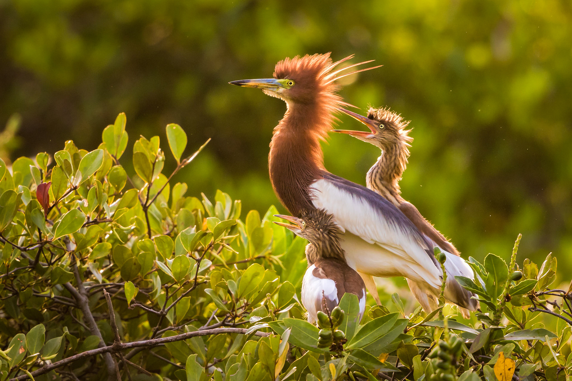 Chinese Pond Heron