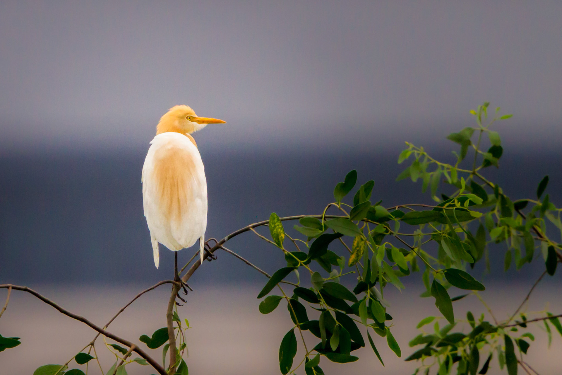 Cattle Egret