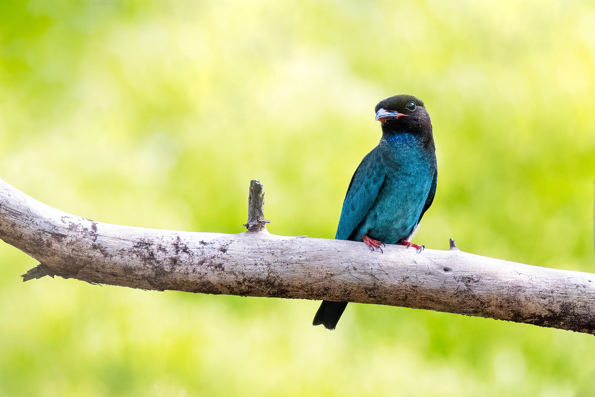 Dollarbird