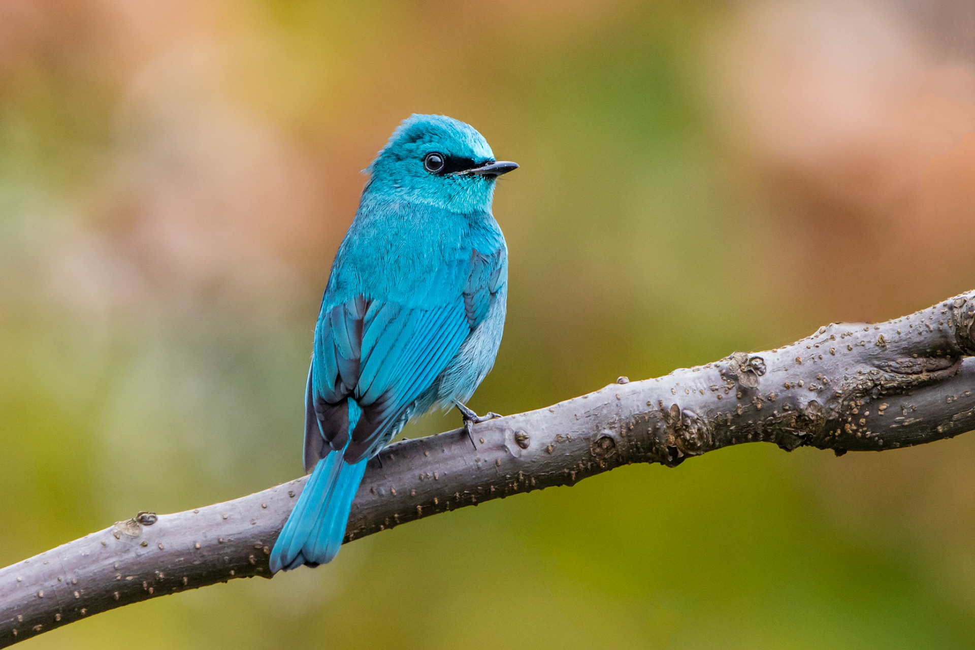 Verditer flycatcher