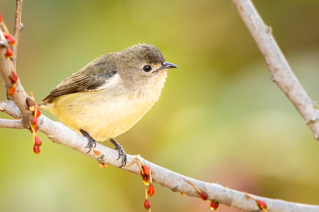 Fire-breasted Flowerpecker