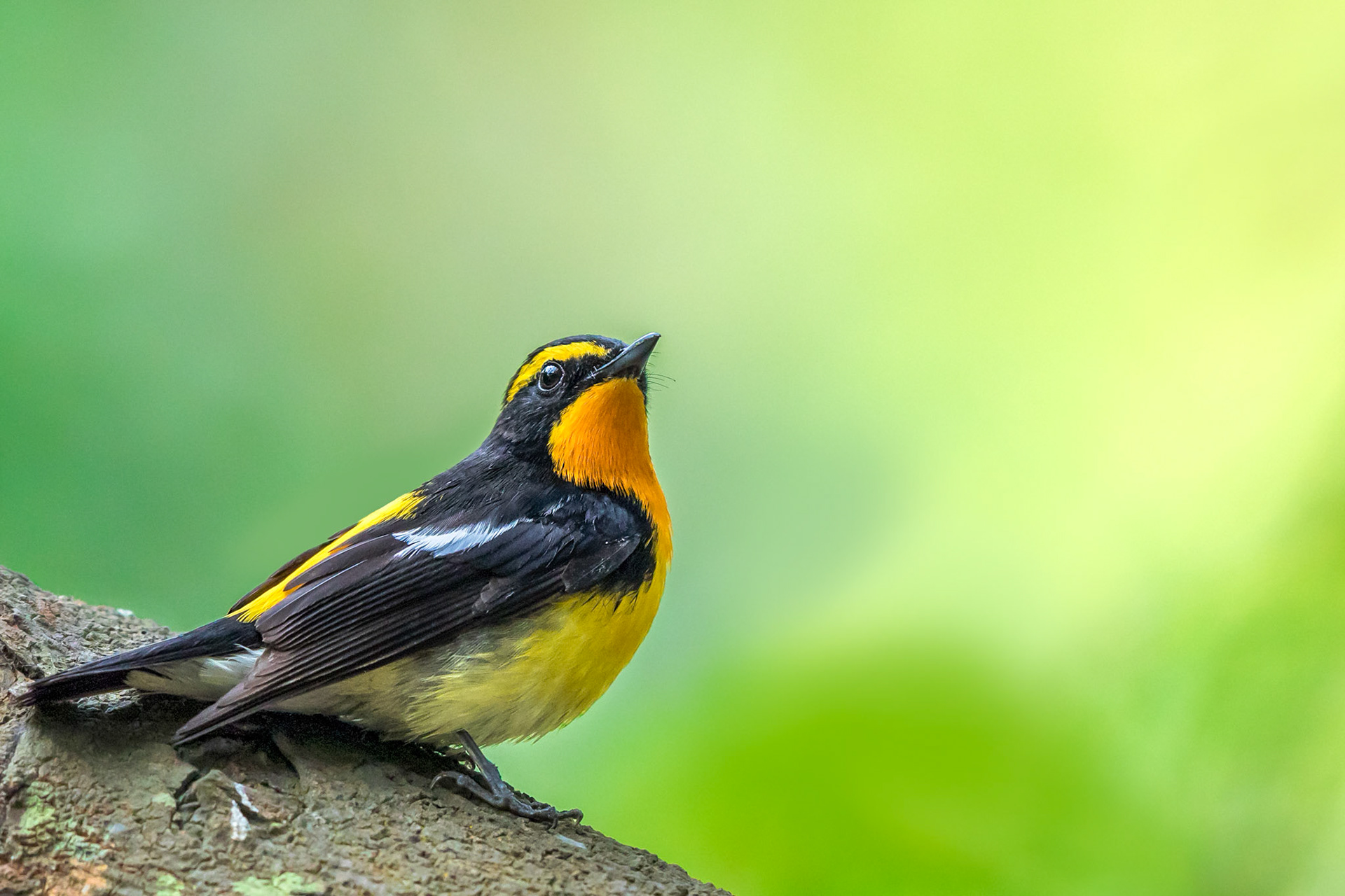 Nacisius Flycatcher