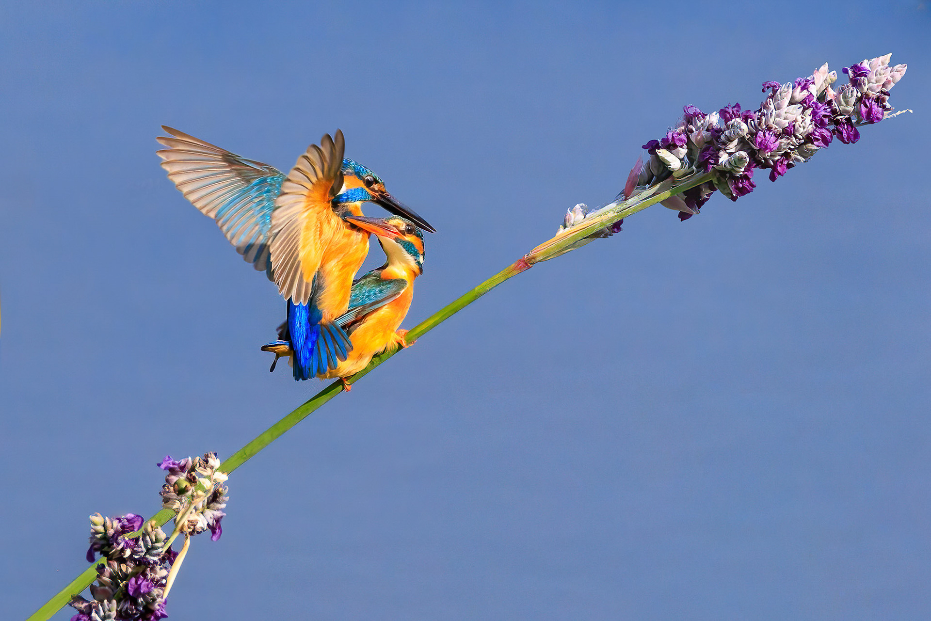 Common Kingfisher
