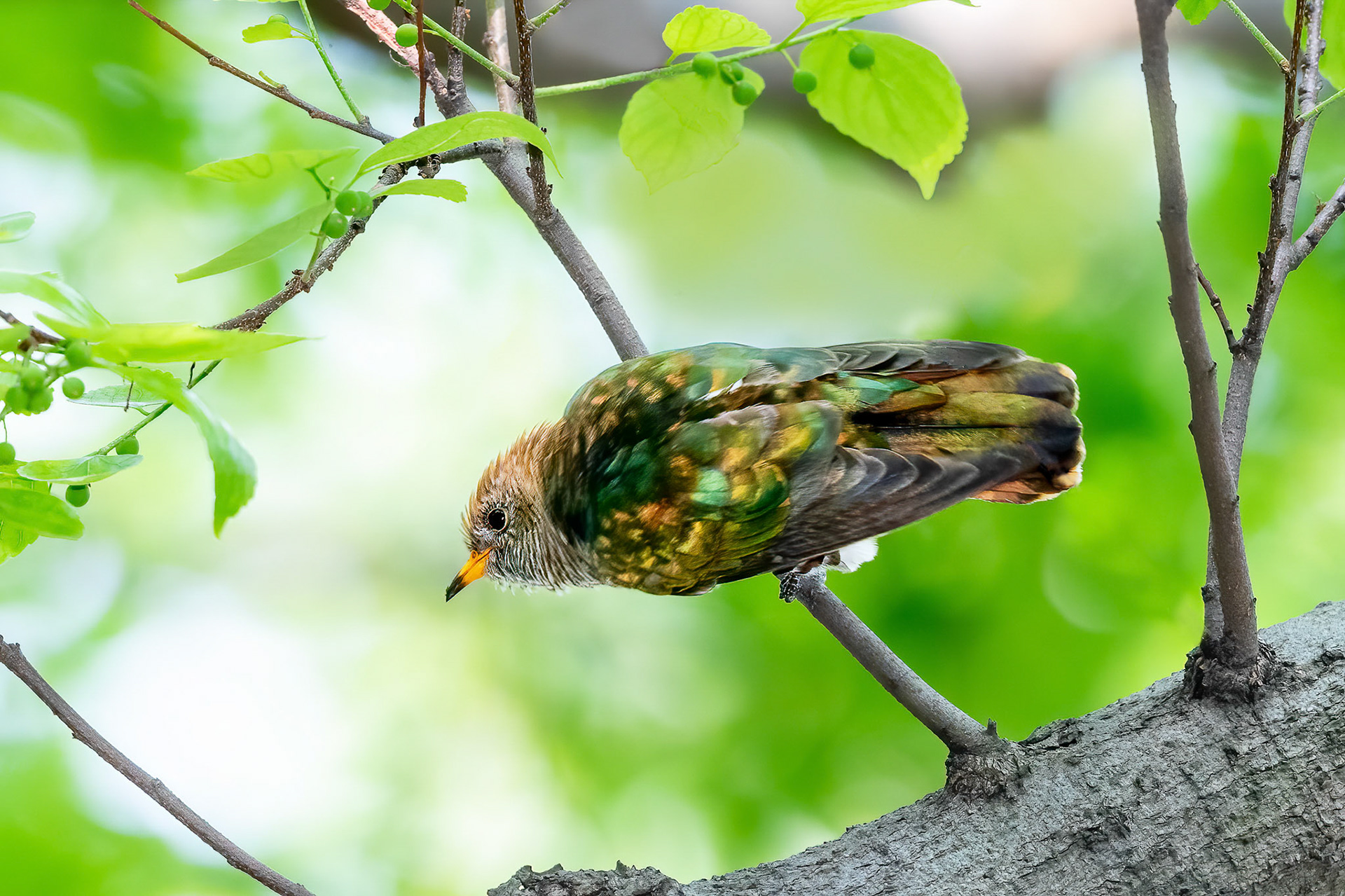 Asian Emerald Cuckoo