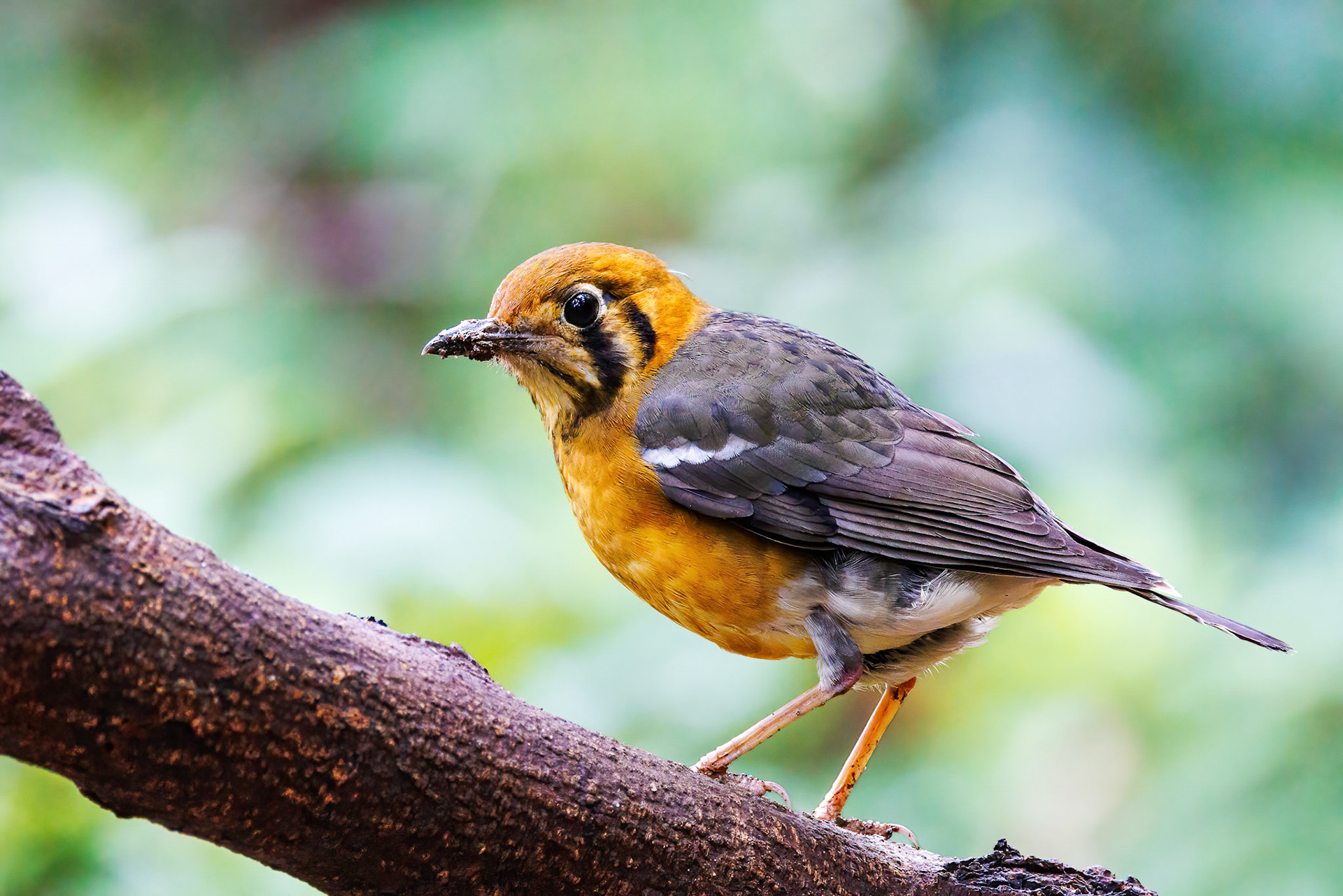 Orange-headed Thrush