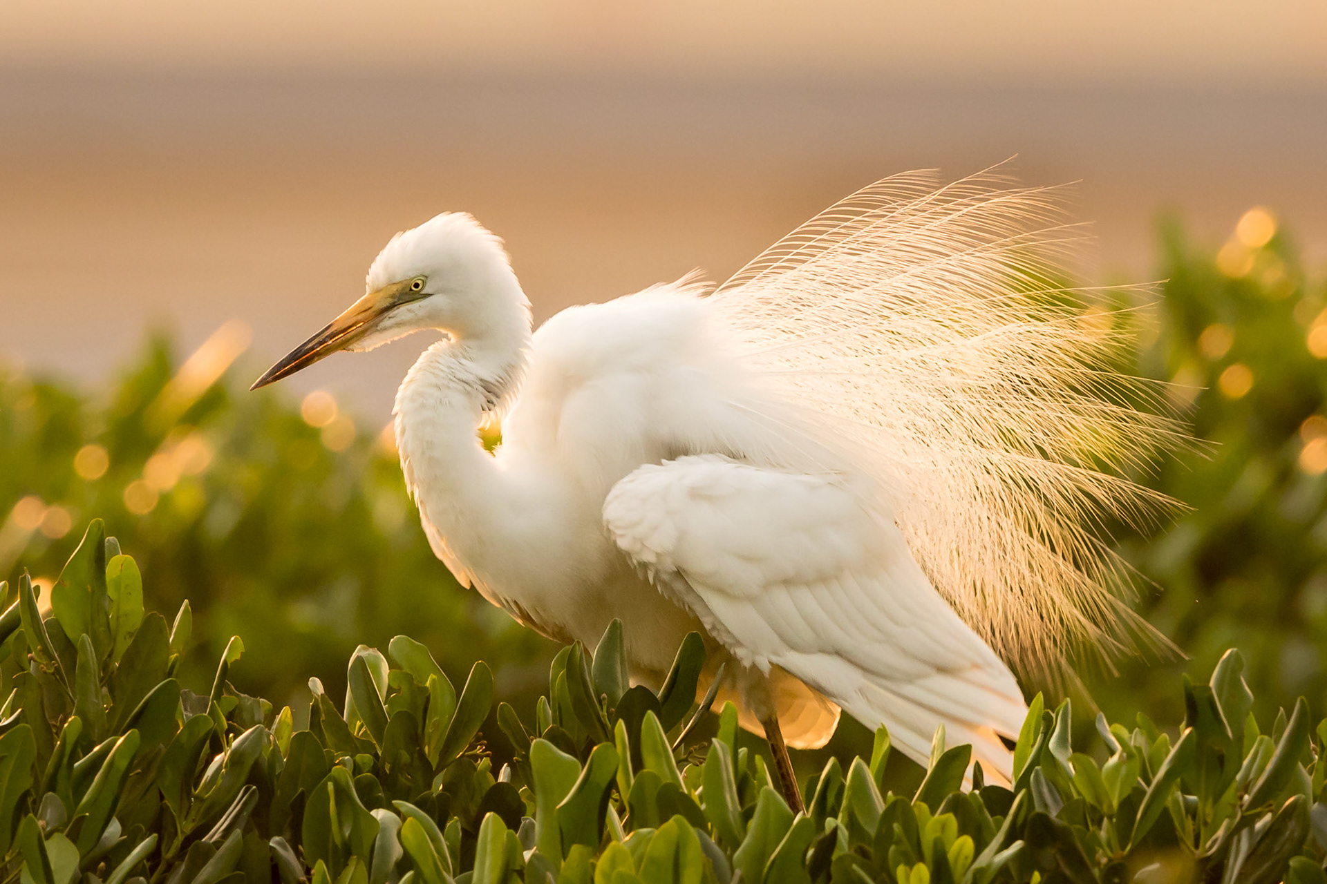 Great Egret