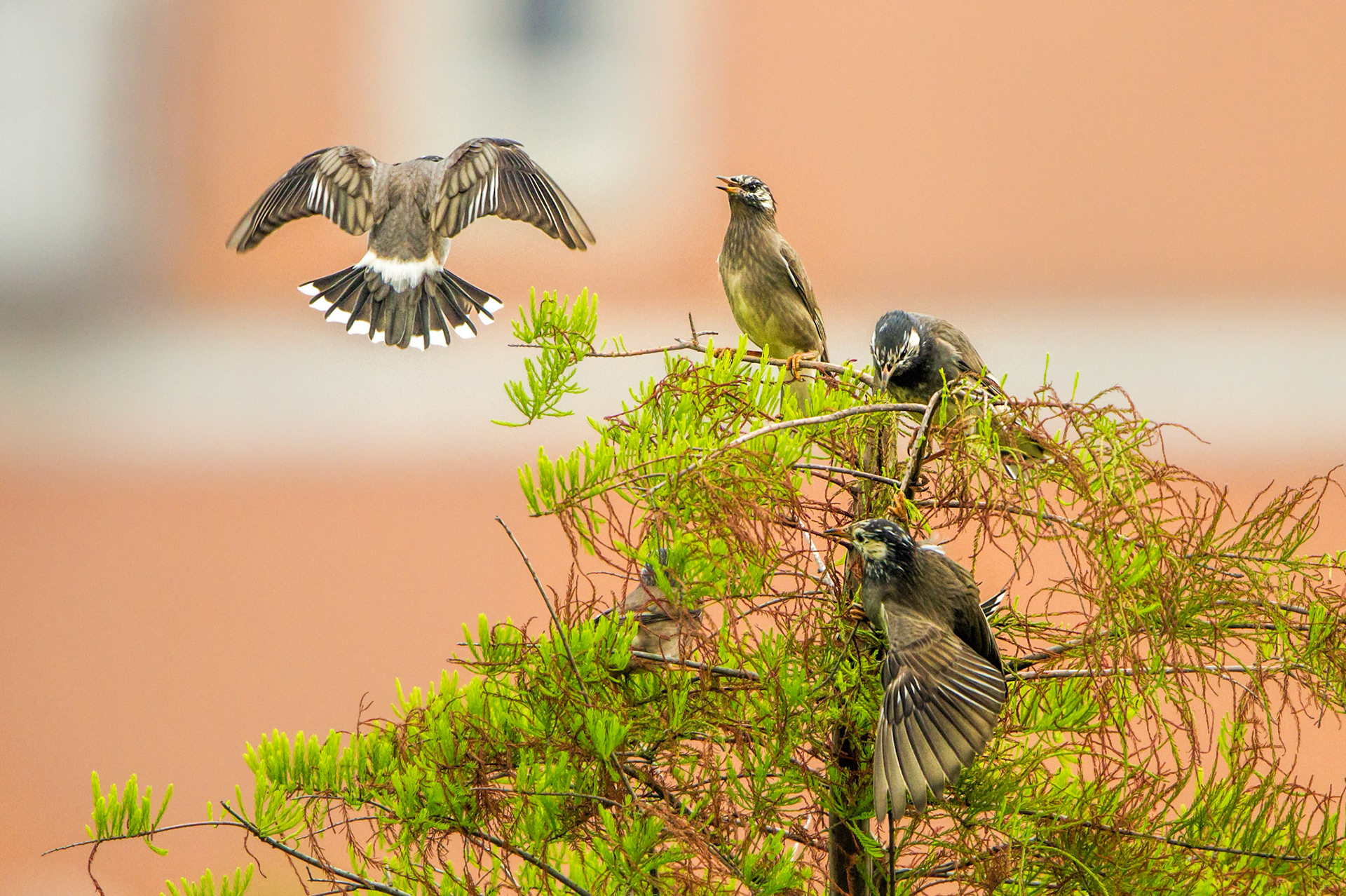 White-cheecked Starling