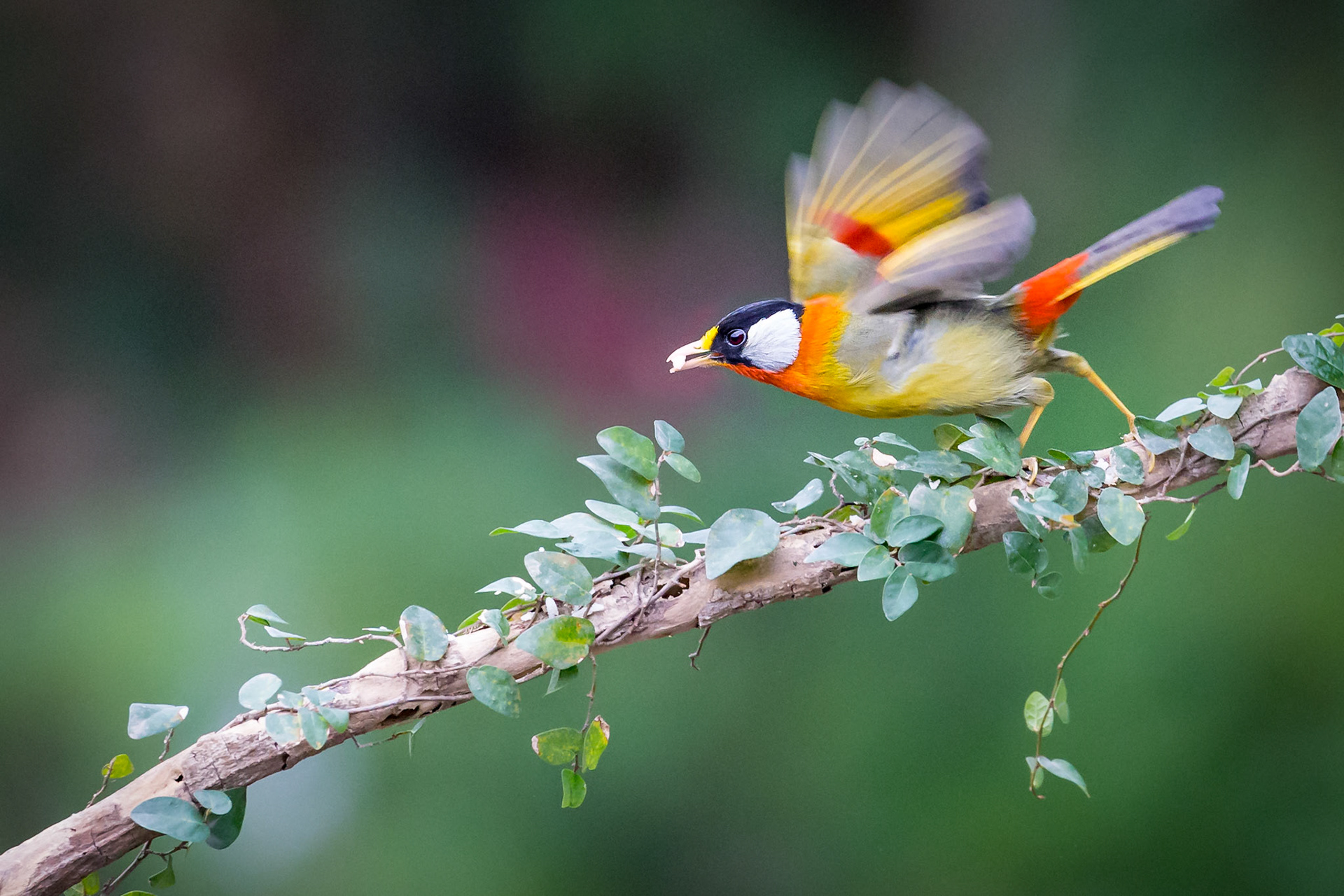 Silver-eared Mesia